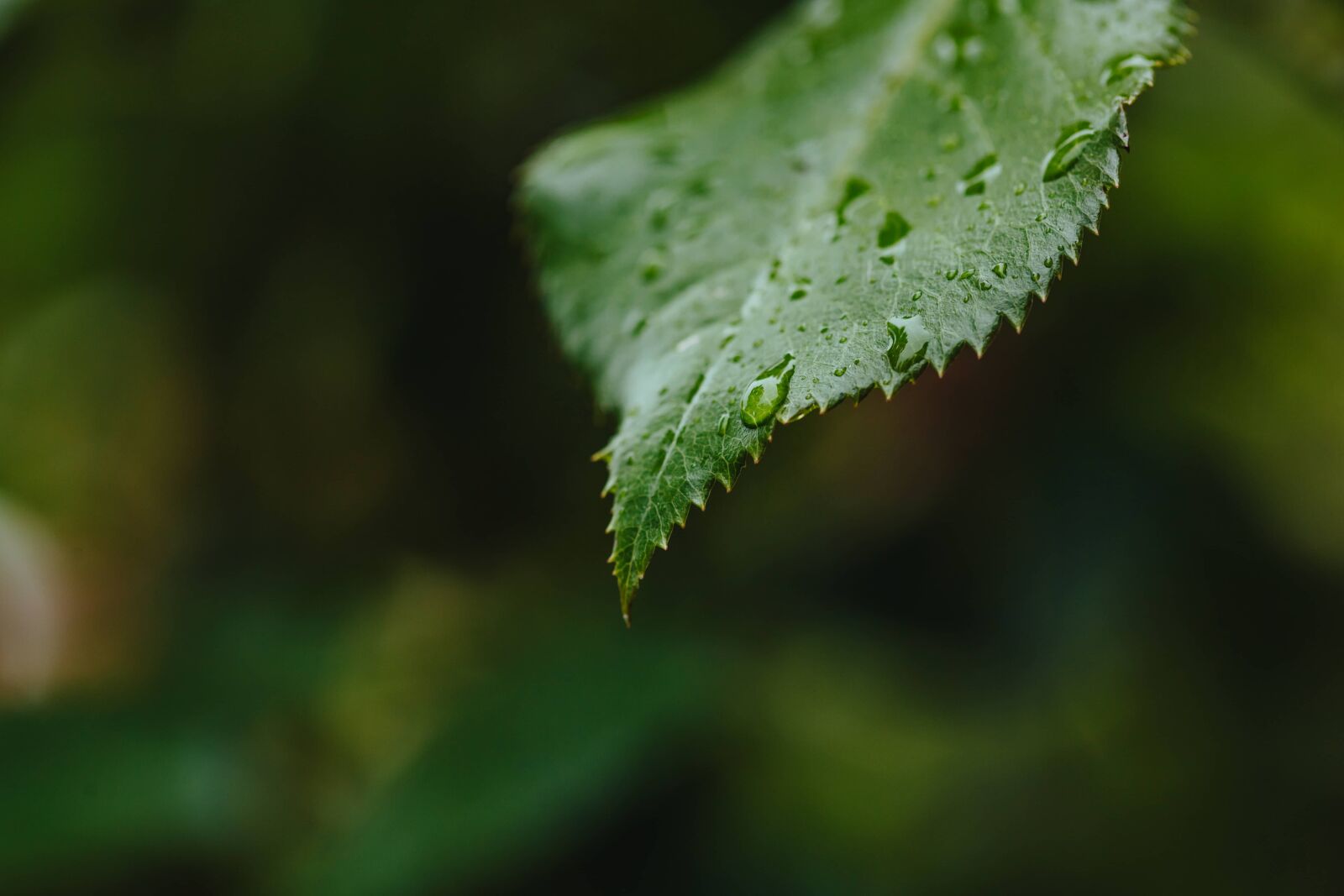 Canon EF 100mm F2.8 Macro USM sample photo. Rainy season, waterdrop, wet photography