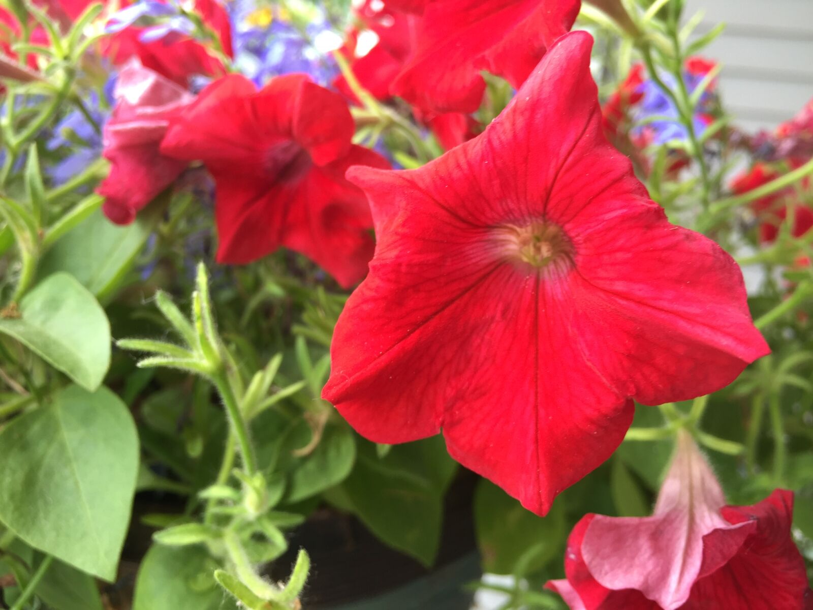 iPhone 6 back camera 4.15mm f/2.2 sample photo