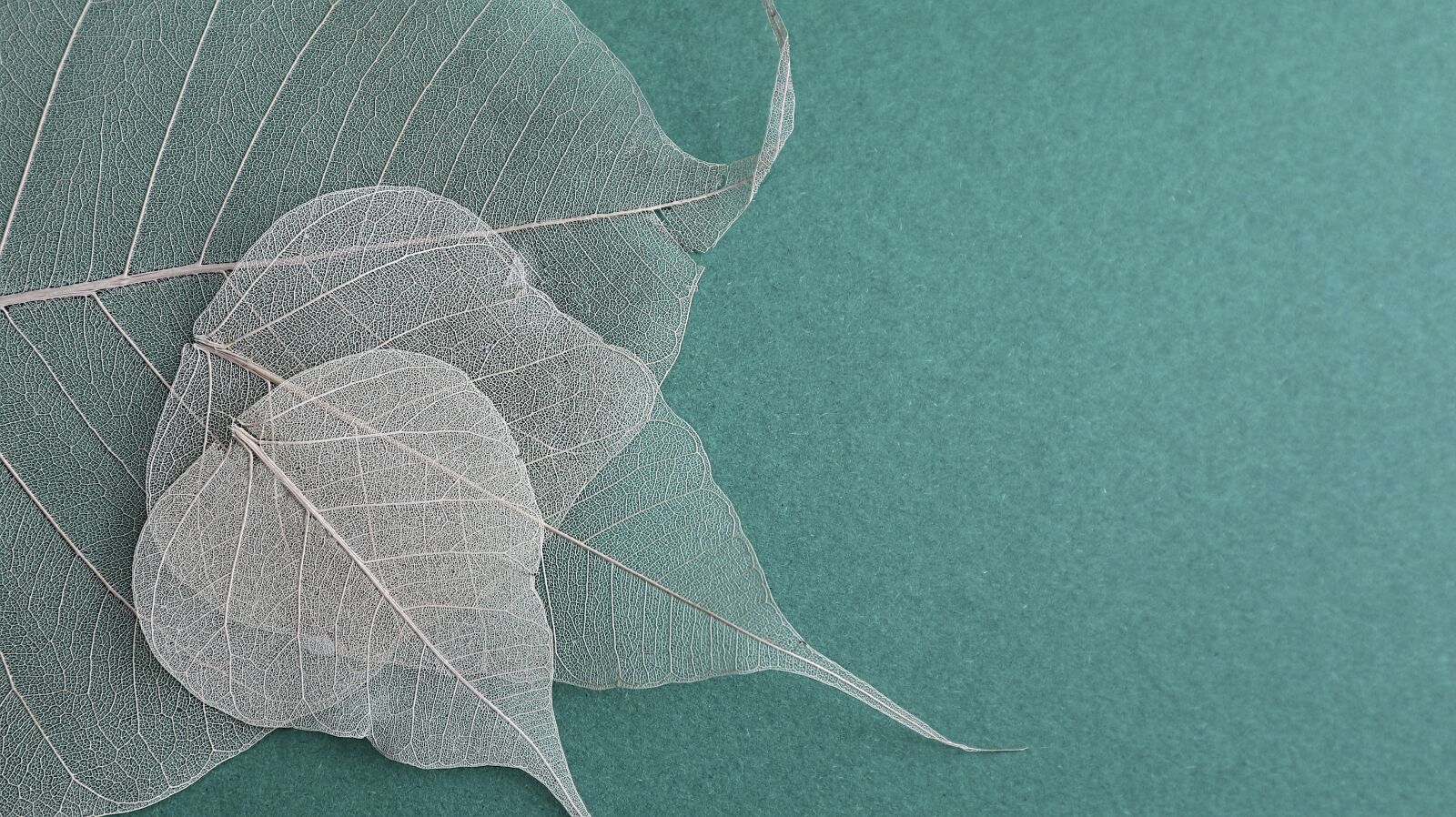 Canon EOS M100 sample photo. Leaves, background, color photography