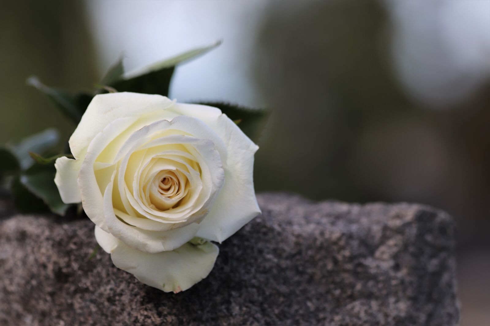 Canon EF 70-300mm F4-5.6 IS USM sample photo. White rose, grey marble photography
