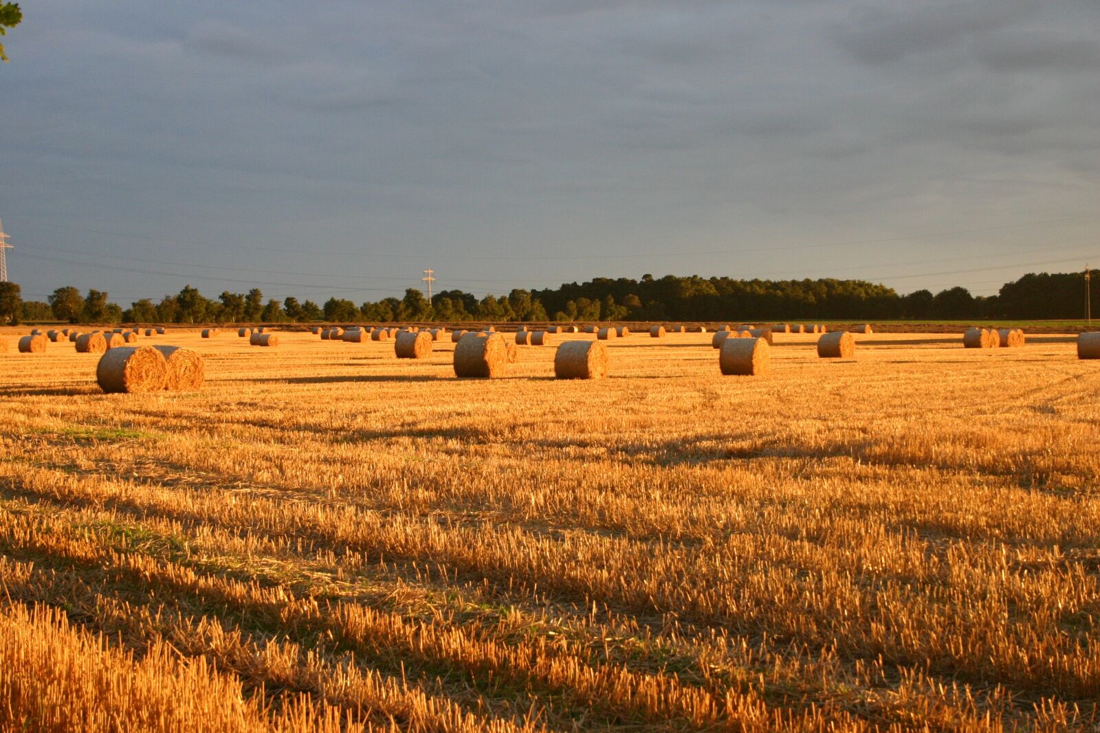 Canon EOS 300D (EOS Digital Rebel / EOS Kiss Digital) sample photo. Summer, straw, field photography