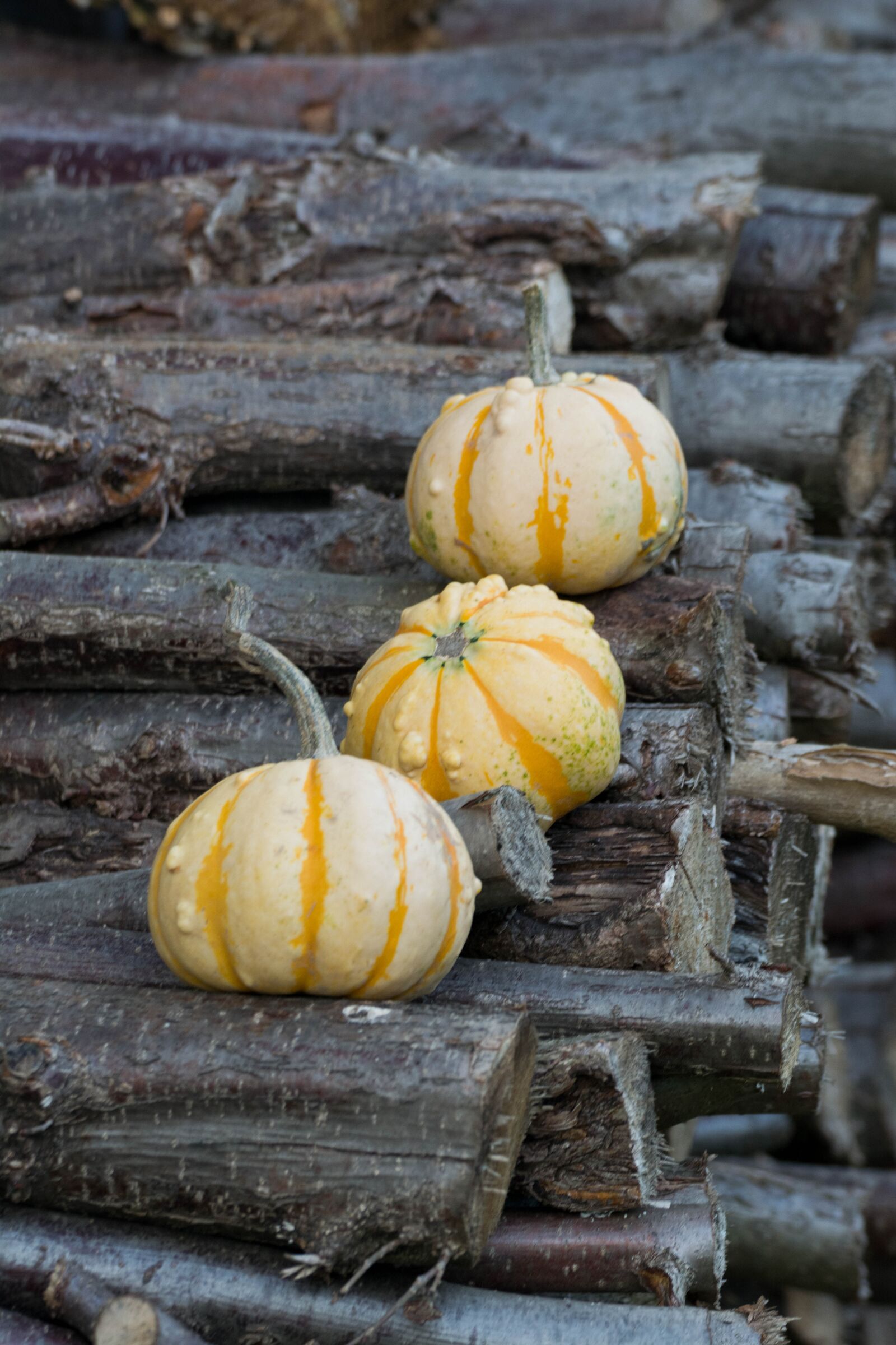 Nikon D5200 sample photo. Pumpkin, pumpkins, autumn photography