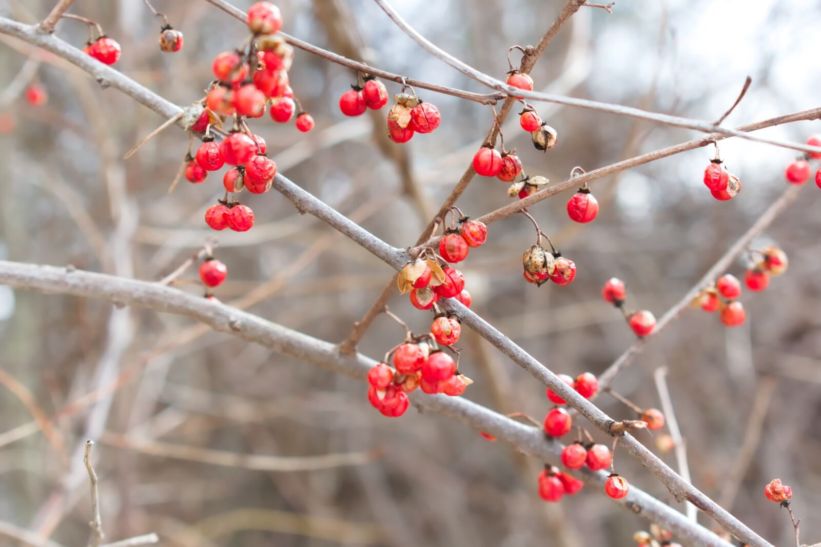 Nikon D3400 sample photo. Berry, red berries, nature photography