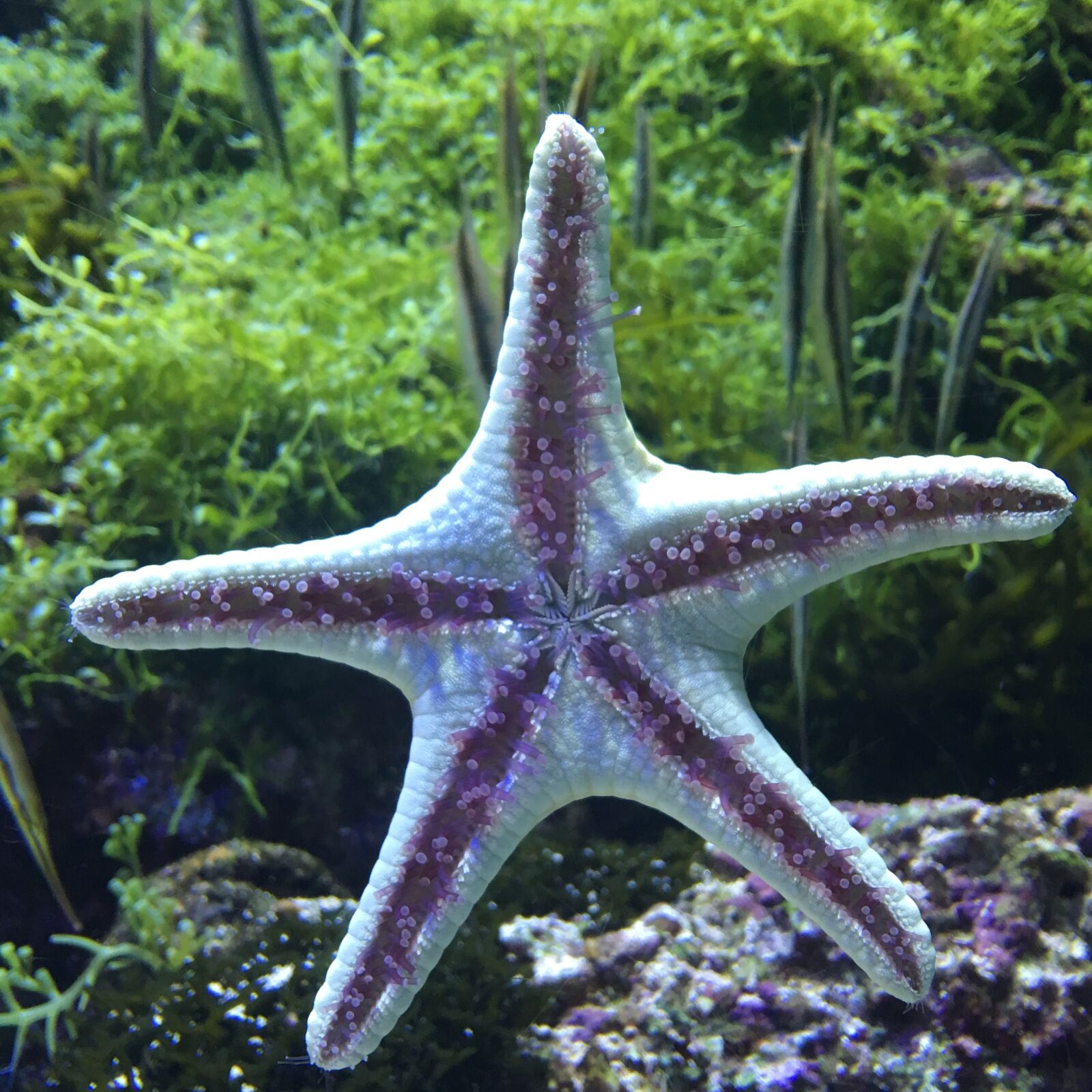 Apple iPhone 6s Plus sample photo. Underwater world, starfish, aquarium photography
