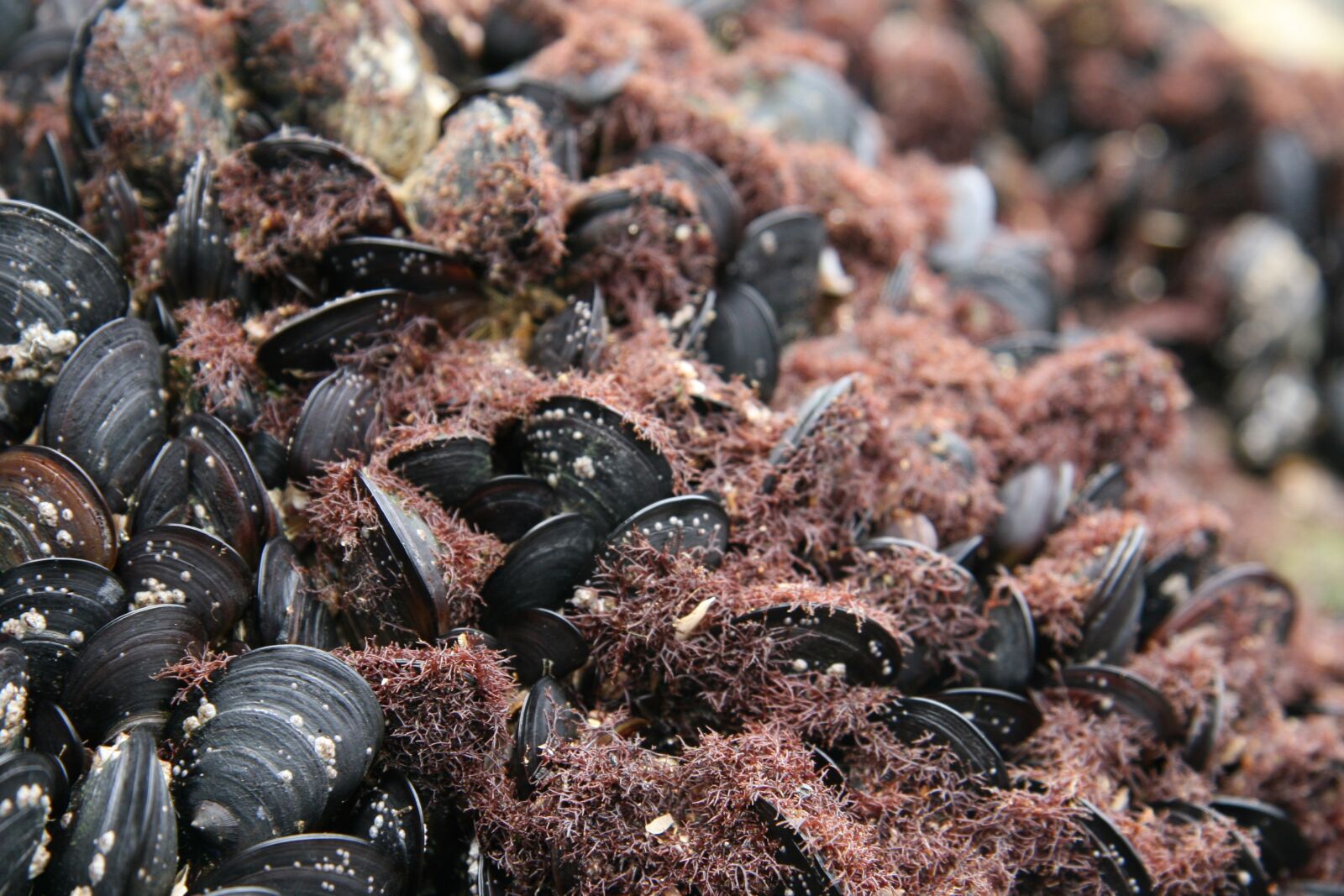 Canon EOS 30D sample photo. Algae, mussels, intertidal photography