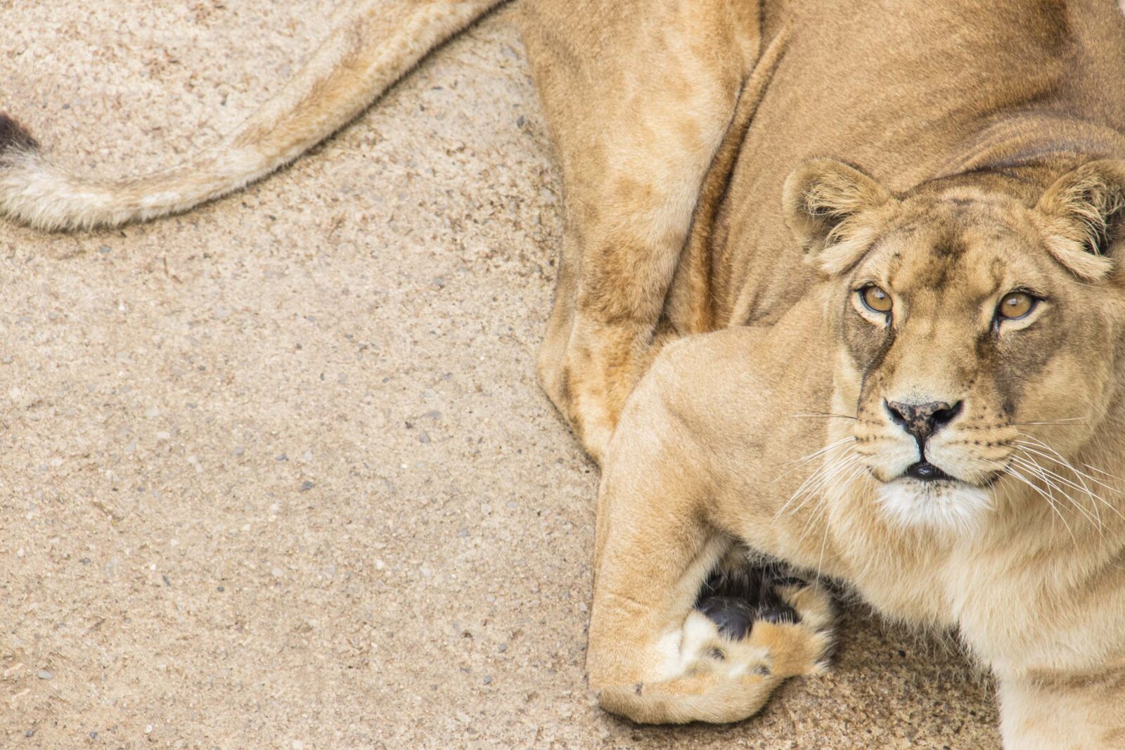 Canon EF-S 18-200mm F3.5-5.6 IS sample photo. Leone, park, zoo photography