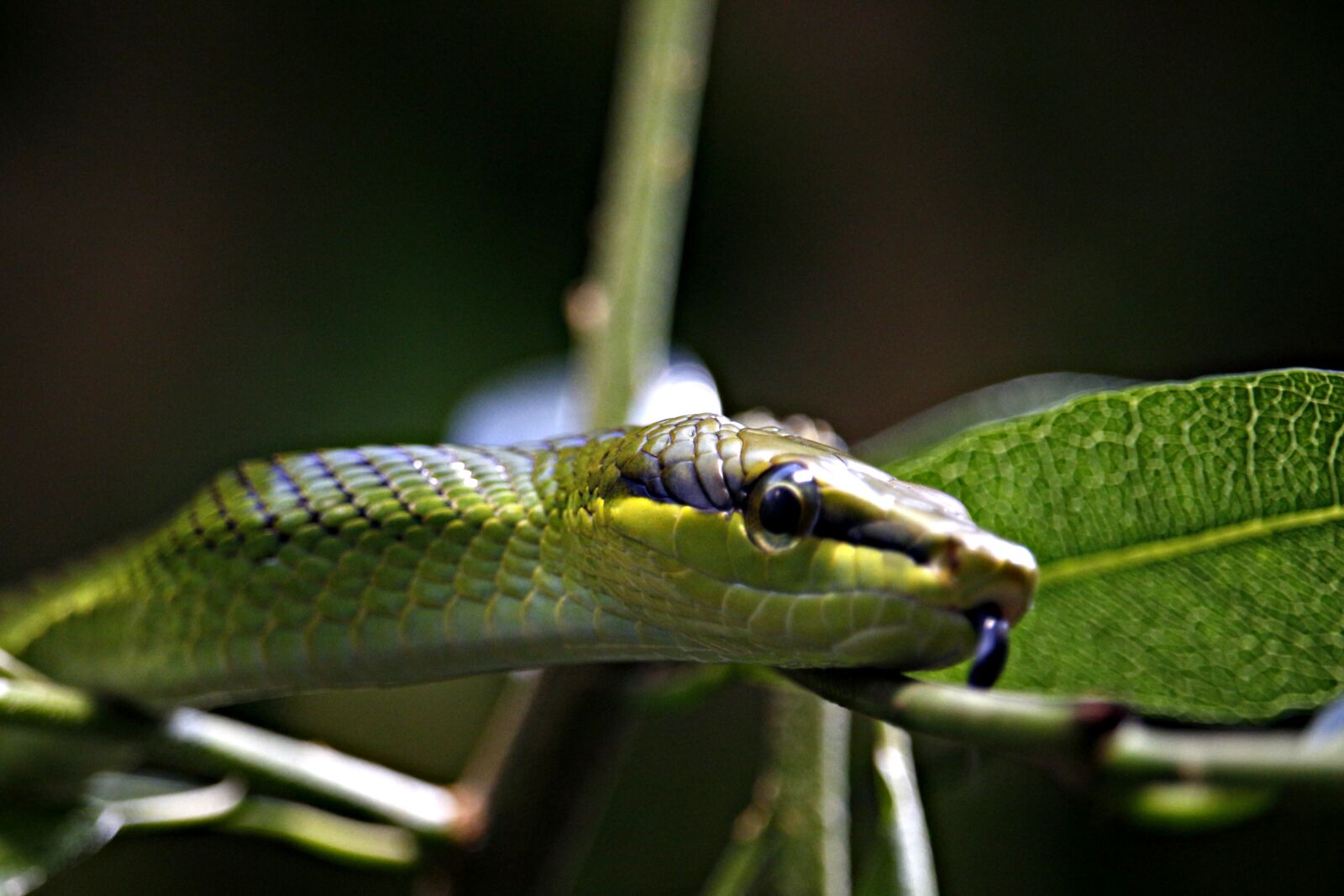 Canon EF-S 55-250mm F4-5.6 IS STM sample photo. Snake, green, green tree photography