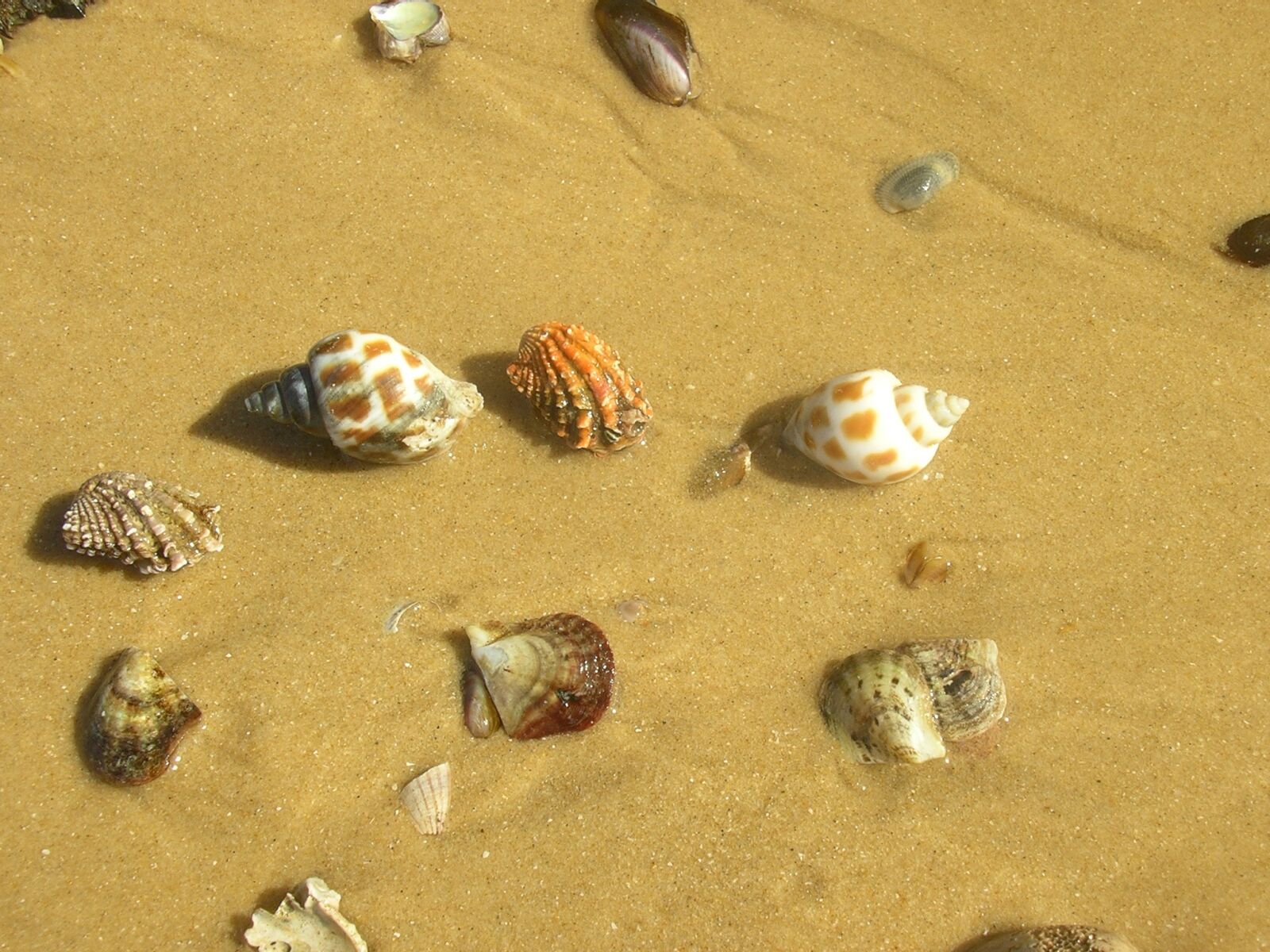 Pentax OPTIO 30 sample photo. Seashells, mussels, sand photography