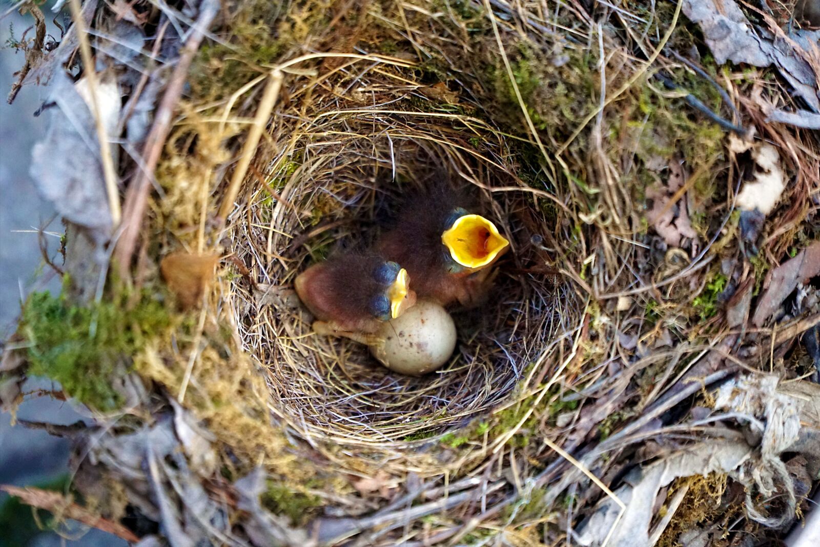 Sony a6000 + Sony E PZ 18-105mm F4 G OSS sample photo. Bird, birds, robin photography