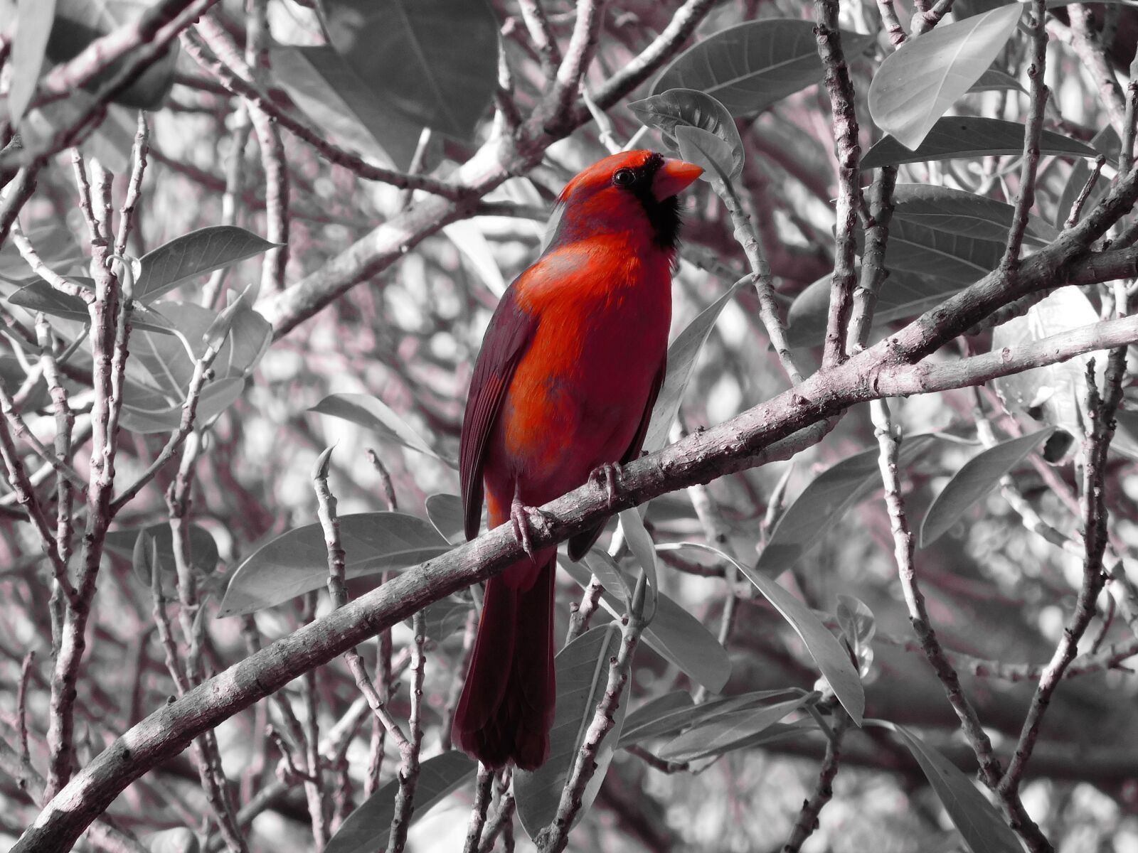 Nikon Coolpix S7000 sample photo. Red cardinal bird, bird photography
