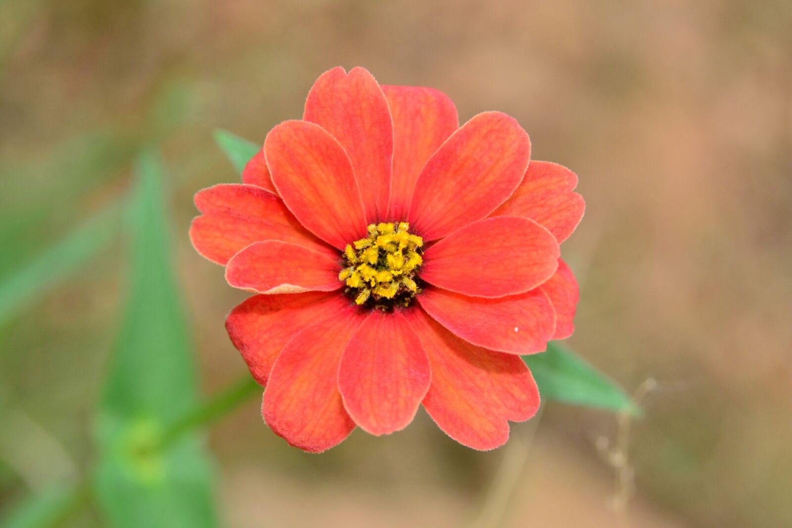 Nikon D5200 sample photo. Wild, flower, red photography
