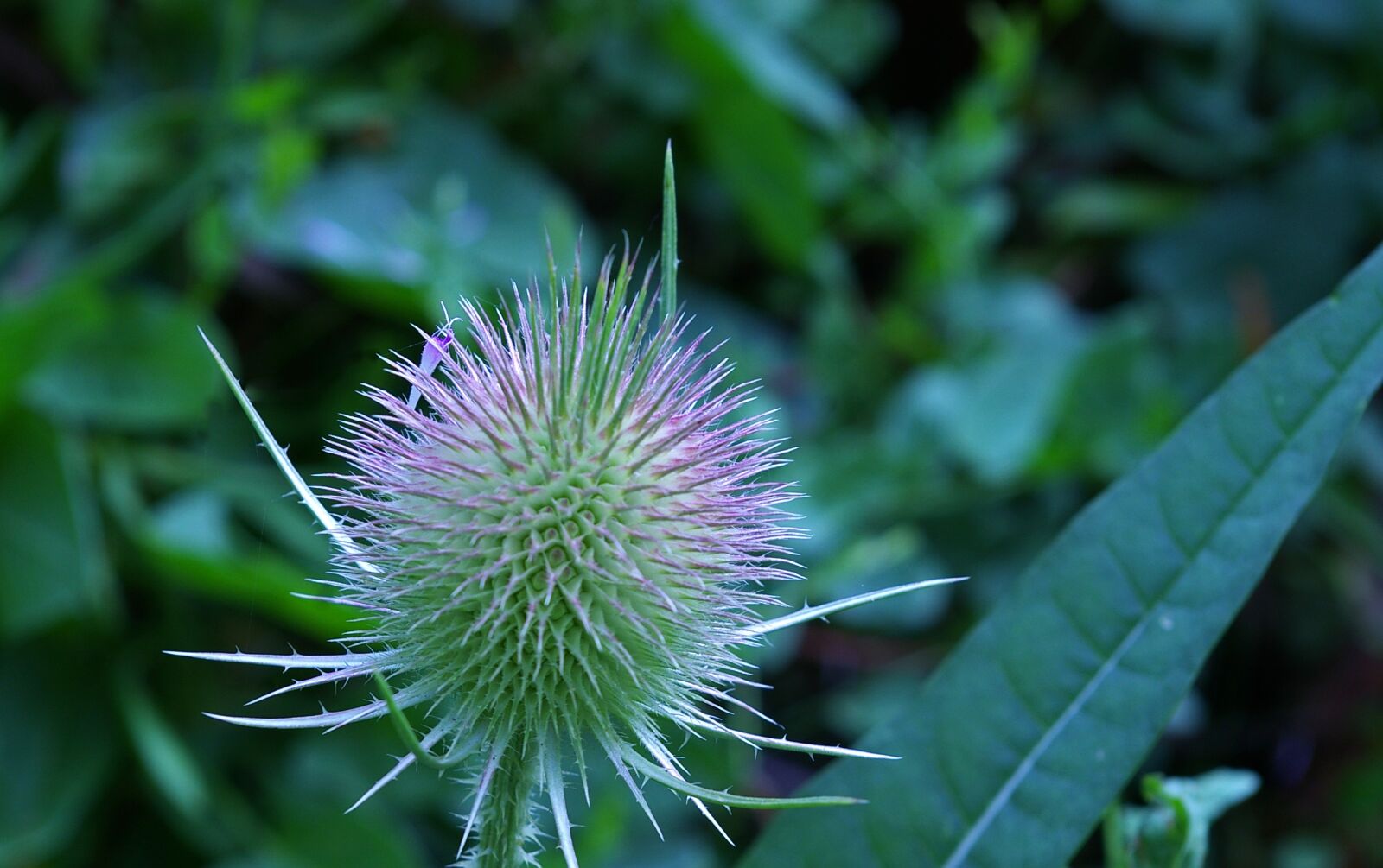 Pentax *ist DL2 sample photo. Card, medicinal plant, diestel photography