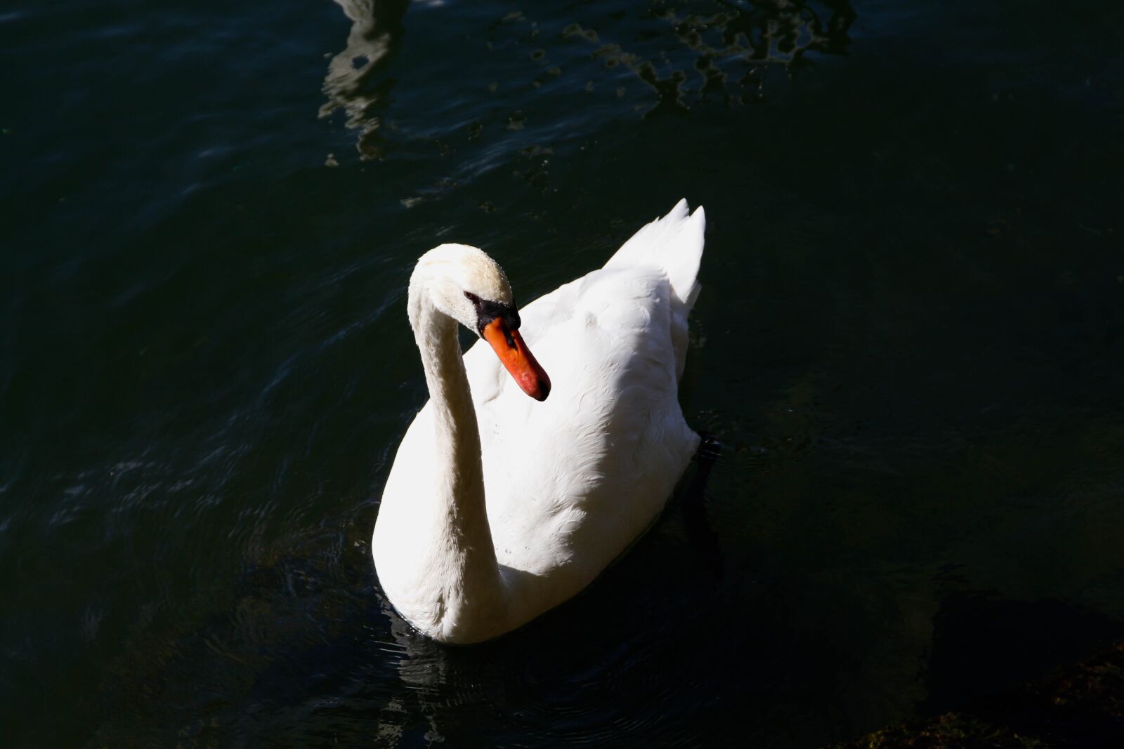 Canon EOS 700D (EOS Rebel T5i / EOS Kiss X7i) sample photo. Swan, white, water photography