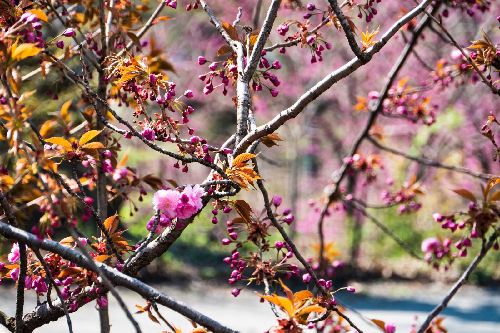 Panasonic Lumix DC-G9 sample photo. Cherry, tree, branch photography