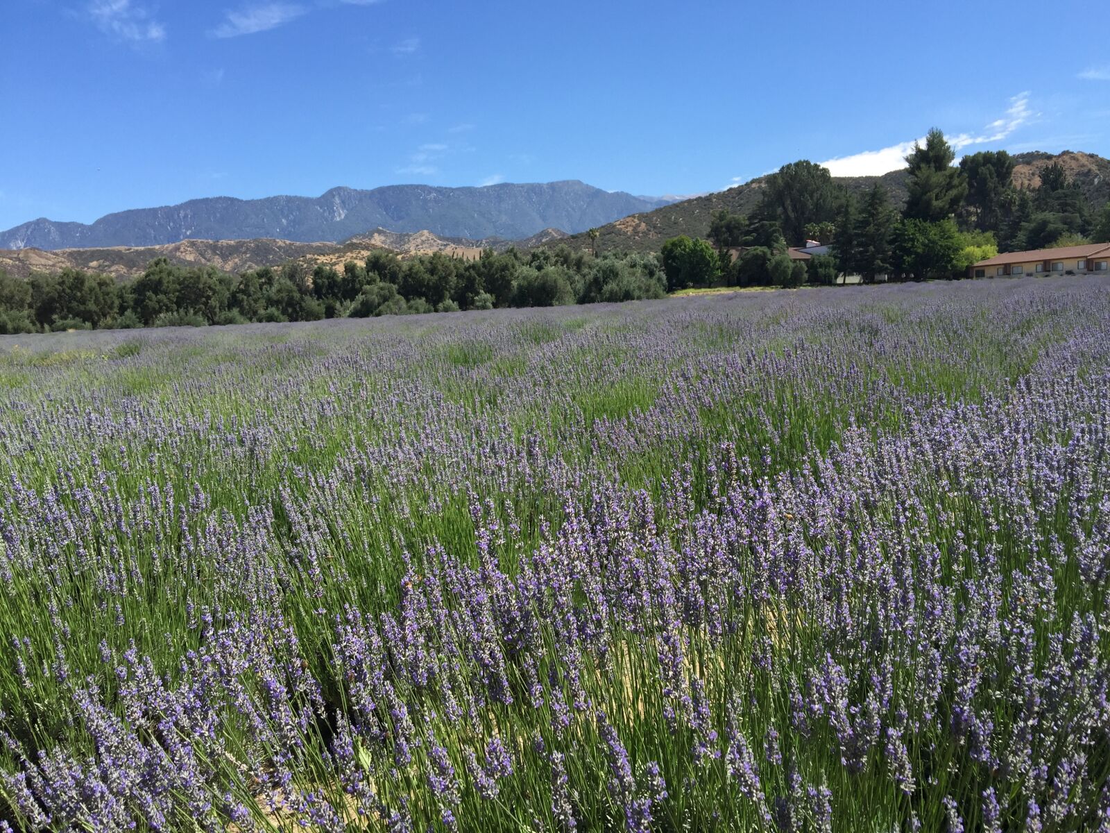 iPhone 6 Plus back camera 4.15mm f/2.2 sample photo. Lavender fields, california, mountains photography