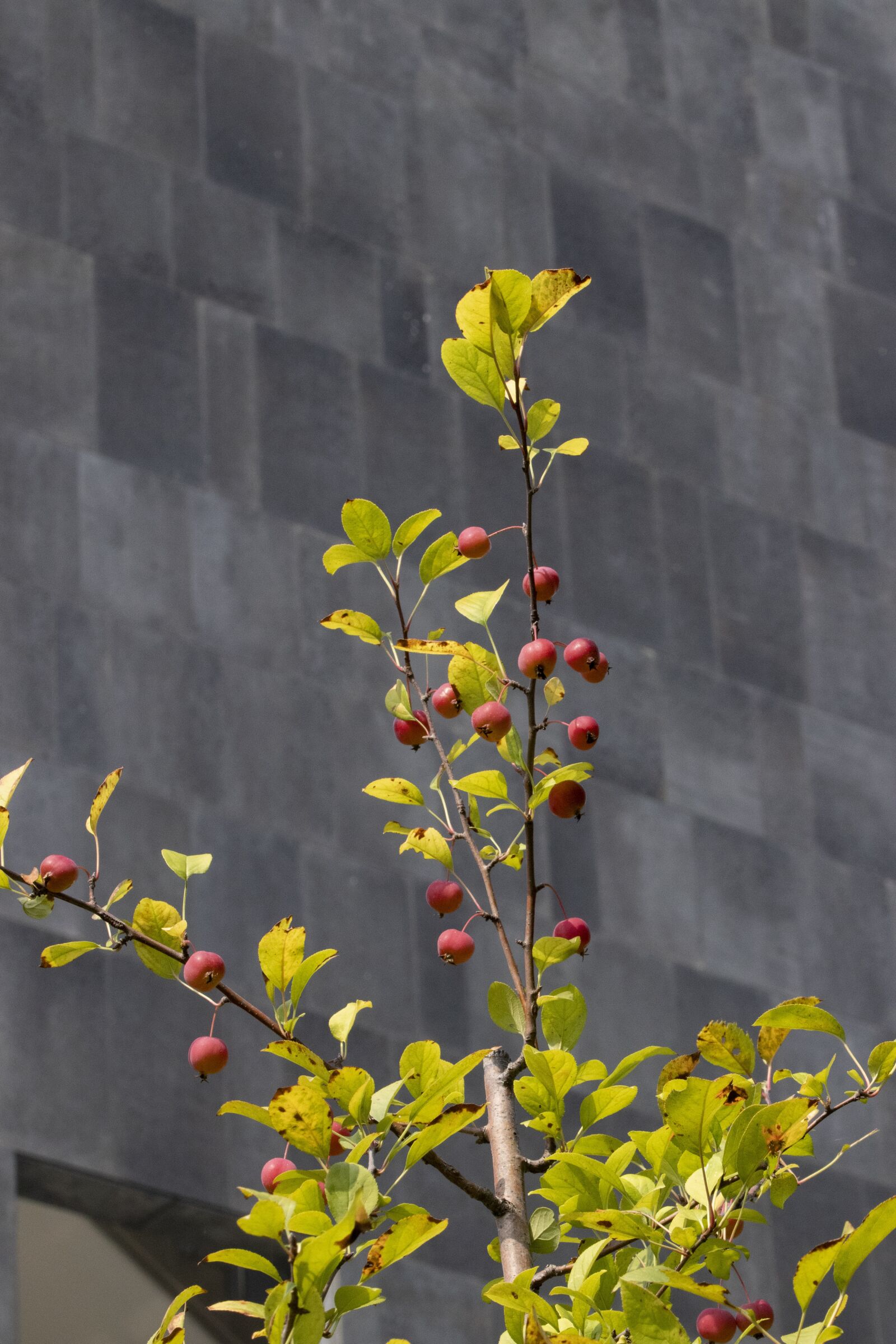 Canon EOS 800D (EOS Rebel T7i / EOS Kiss X9i) sample photo. Autumn, fruit, nature photography