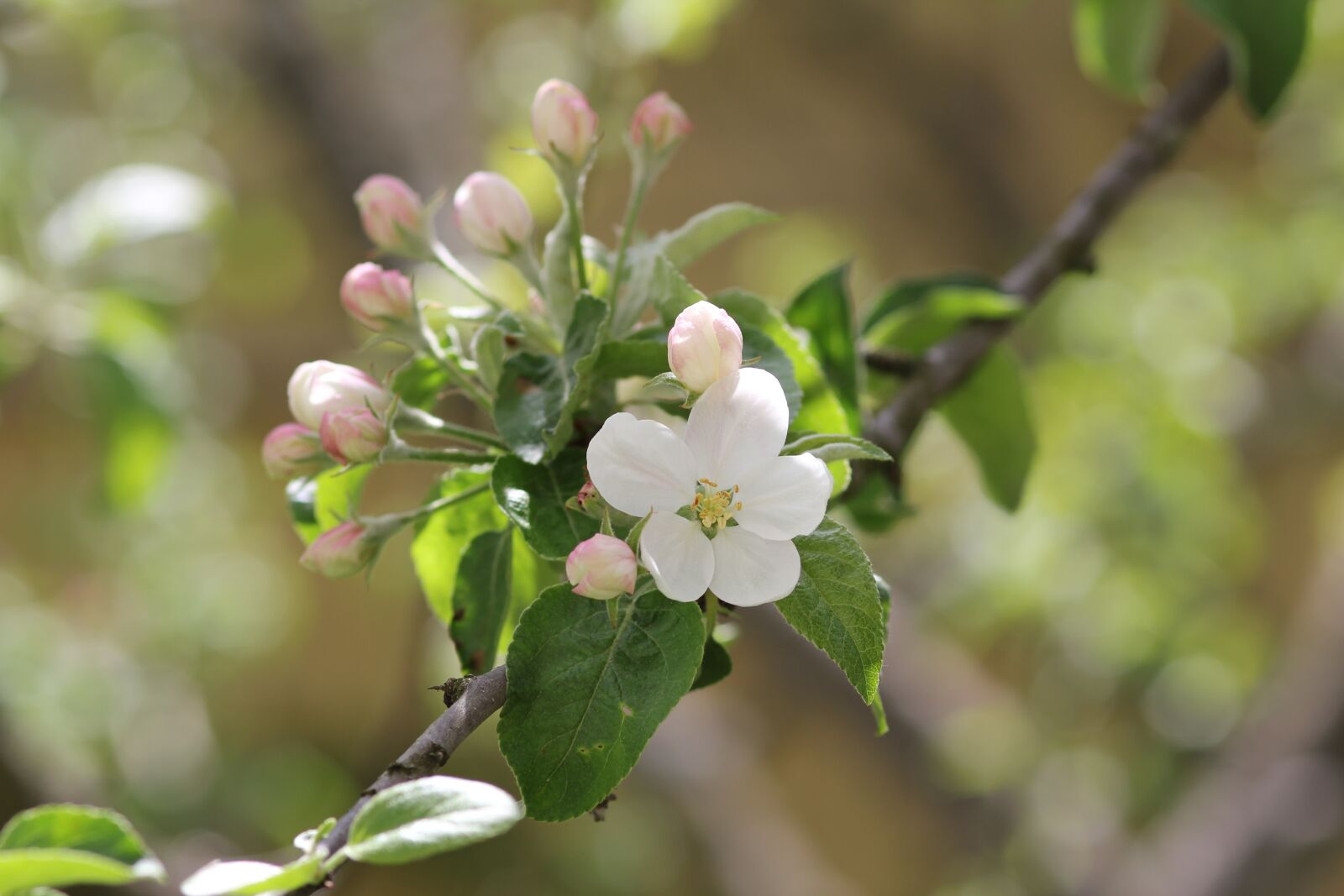 Canon EF 100mm F2.0 USM sample photo. Spring, apple tree, bloom photography