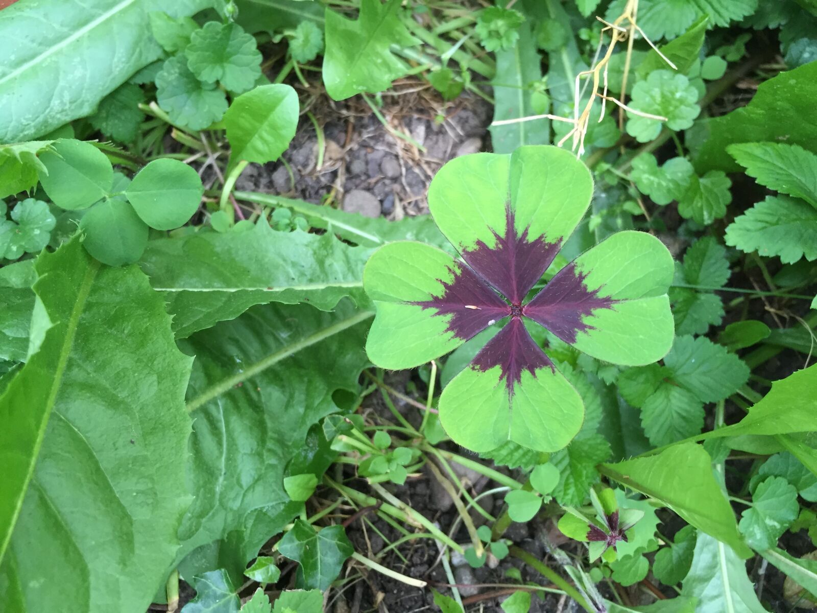 Apple iPhone 6 sample photo. Clover, chance, lucky photography