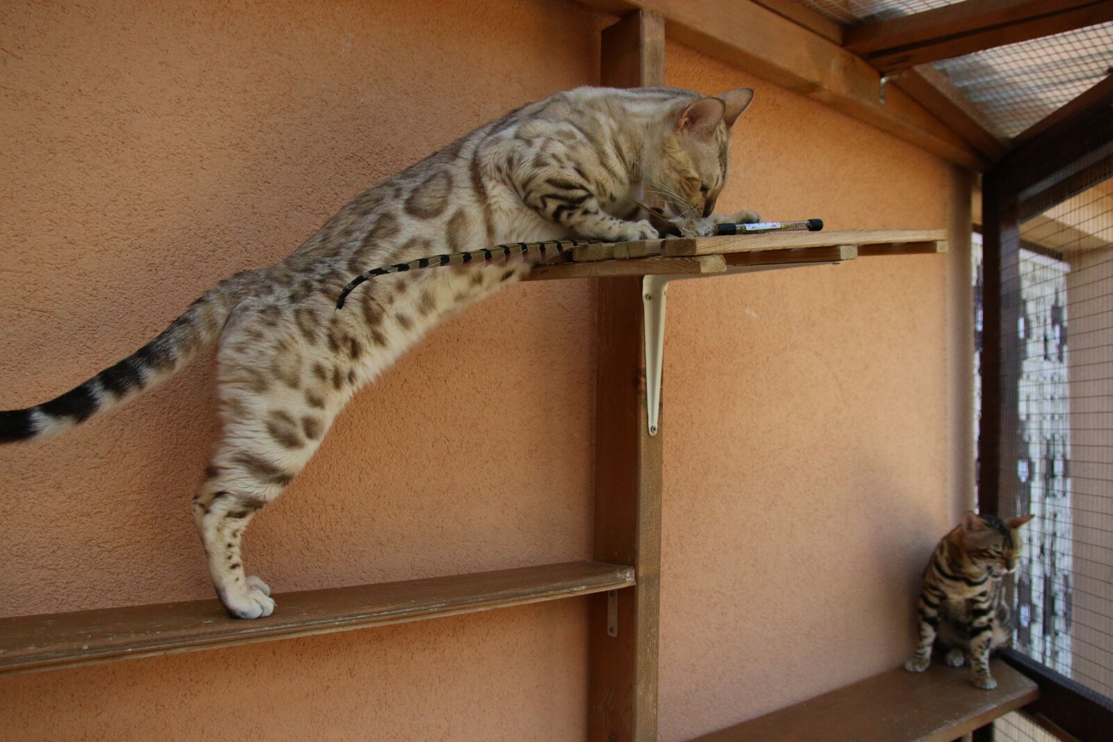 Canon EOS 70D sample photo. Bengal cat, bengal, tiger photography