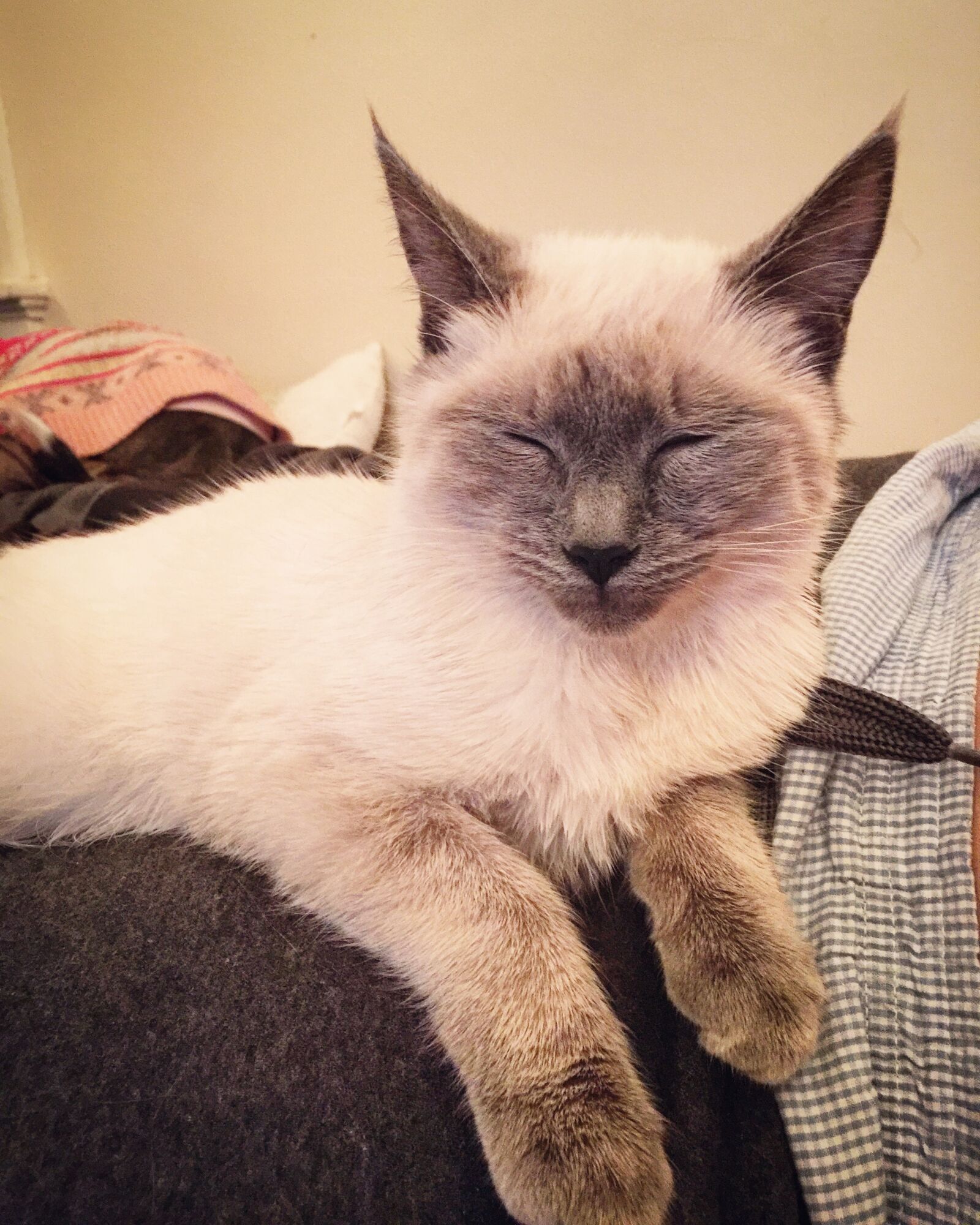 iPhone 6 Plus back camera 4.15mm f/2.2 sample photo. Cat, cat, face, cute photography