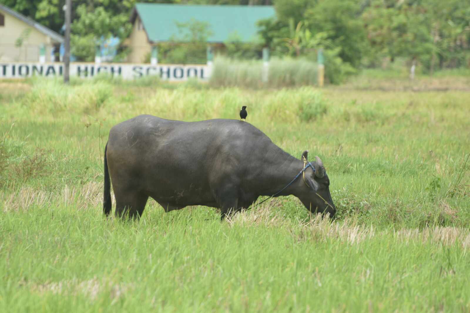 Nikon D3300 sample photo