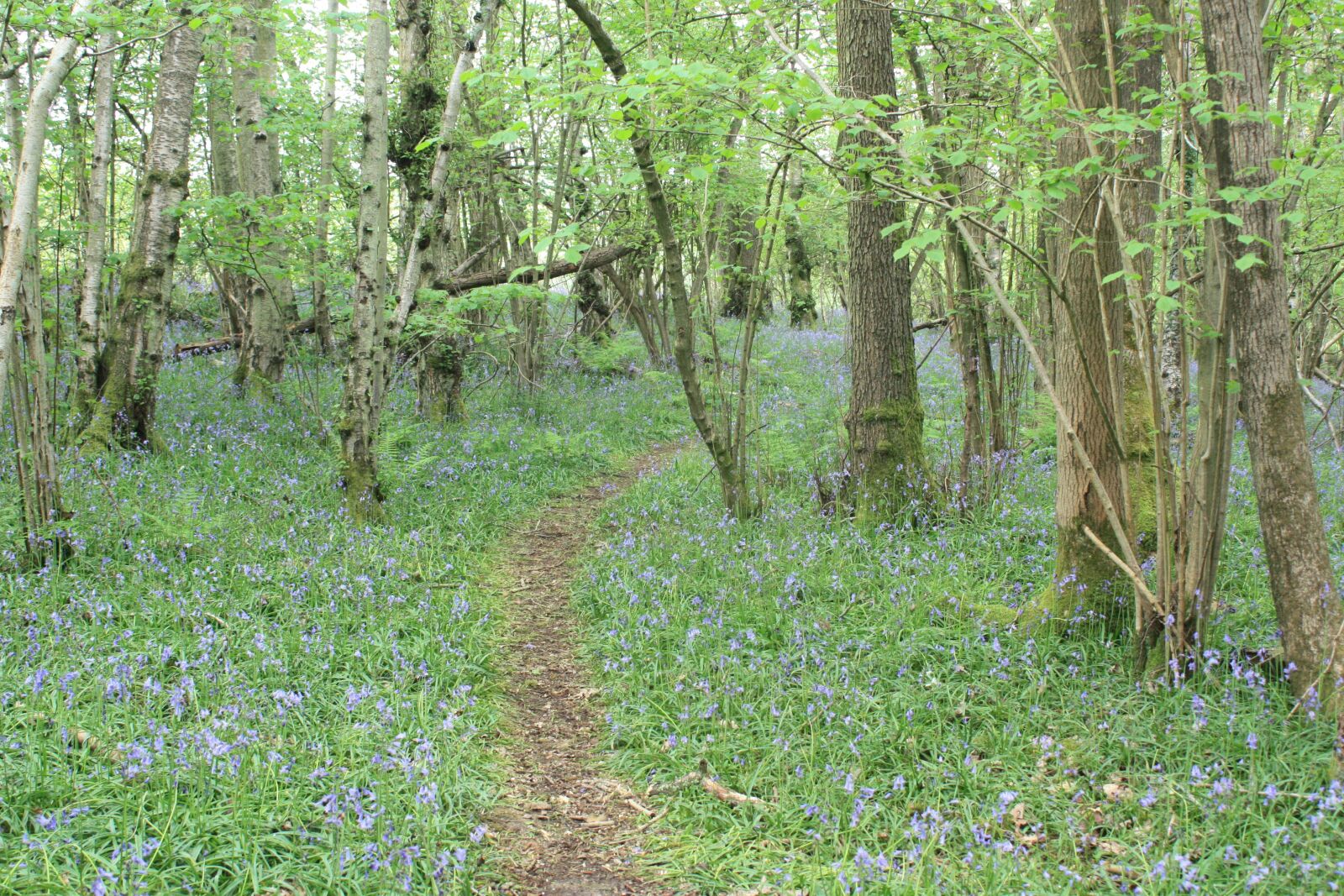 Canon EOS 450D (EOS Rebel XSi / EOS Kiss X2) sample photo. Forest, path, nature photography
