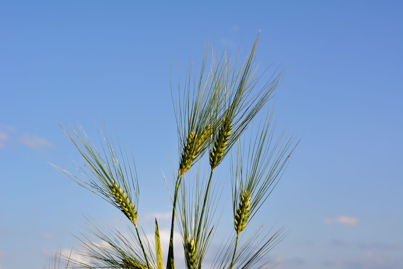 Nikon D5200 sample photo. Cereals, barley, cornfield photography