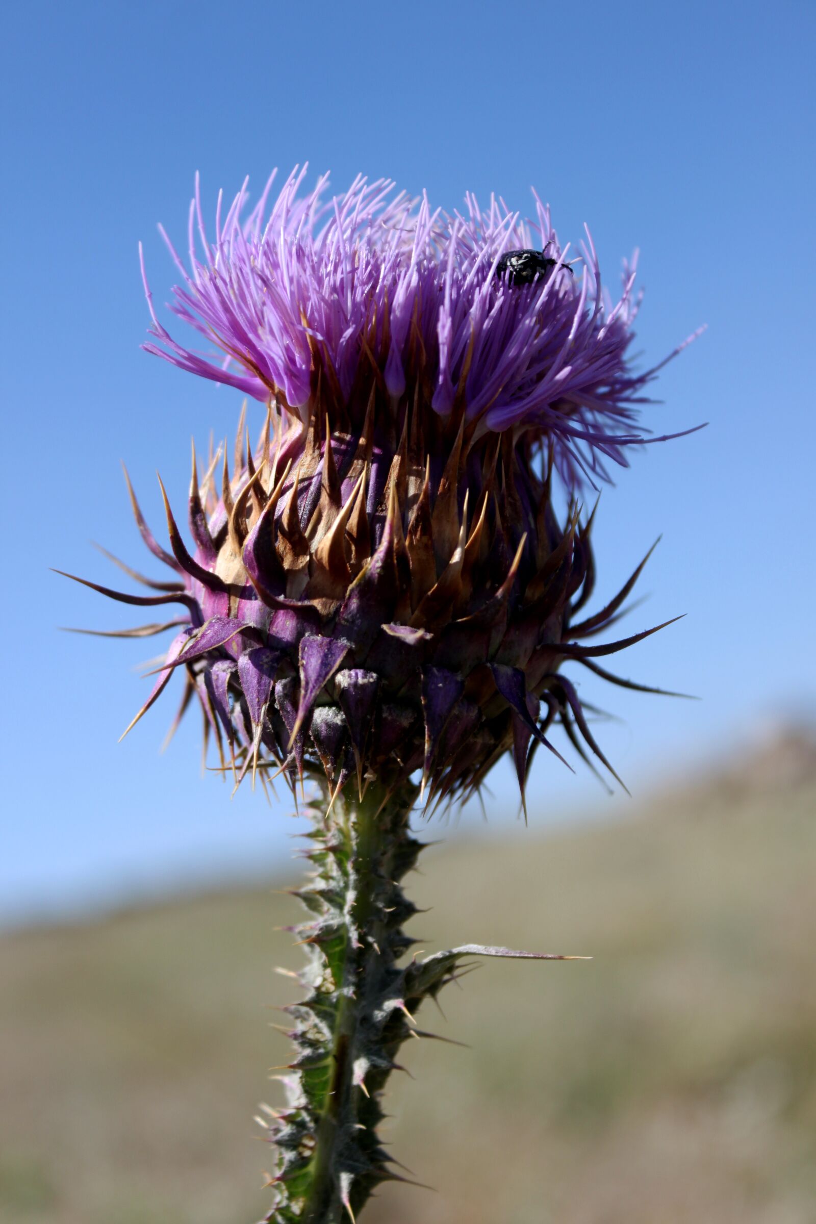 Canon EOS 500D (EOS Rebel T1i / EOS Kiss X3) sample photo. Thistle, purple, flower photography
