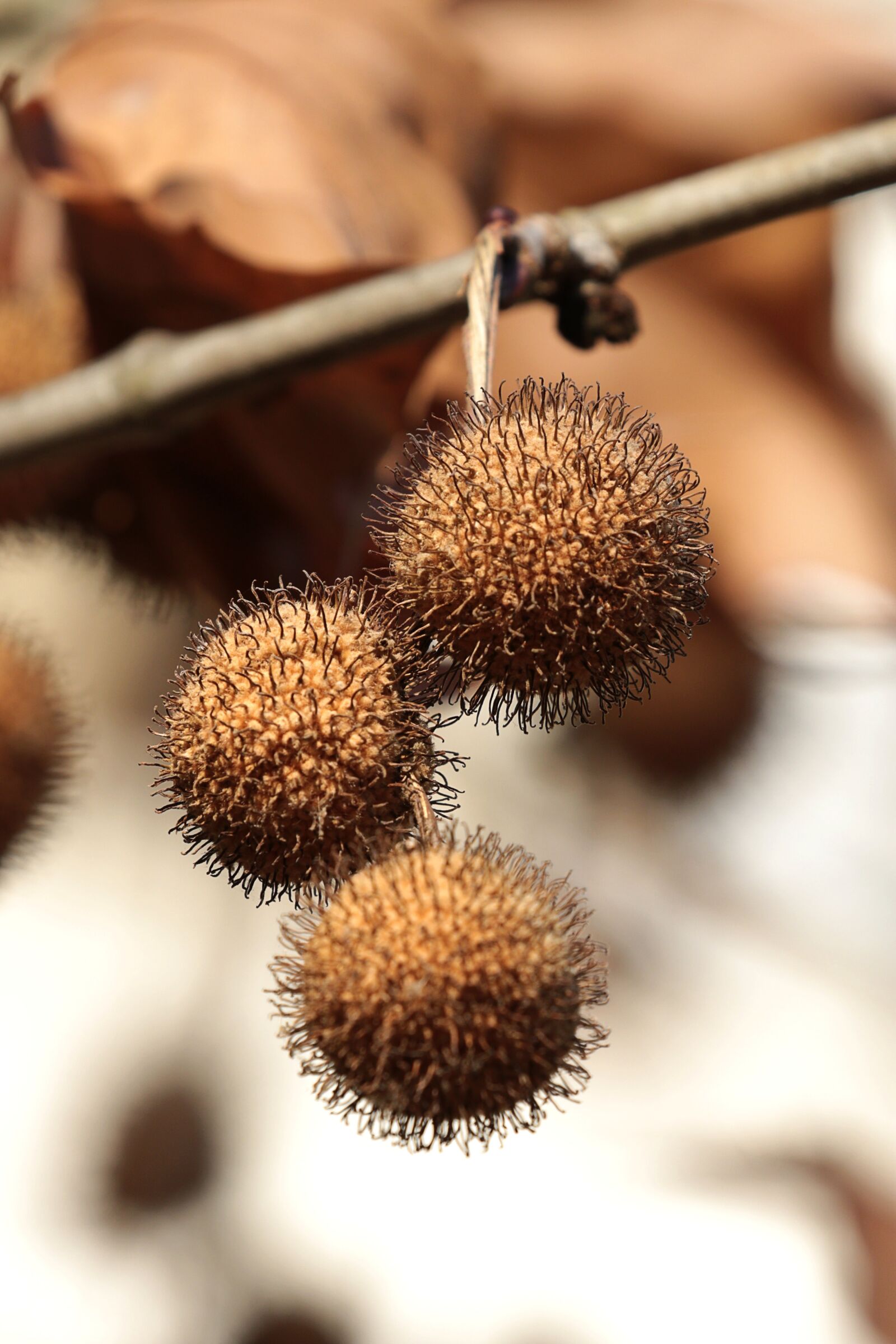 Canon EOS 7D Mark II sample photo. Branch, autumn, nature photography