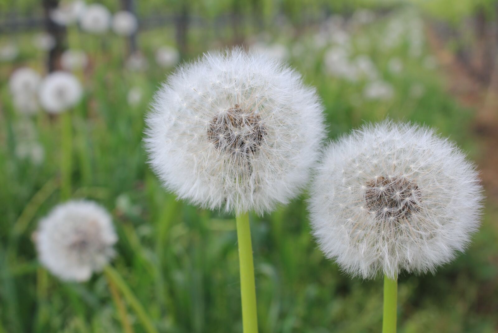 Canon EOS 550D (EOS Rebel T2i / EOS Kiss X4) sample photo. Dandelion, field, common dandelion photography
