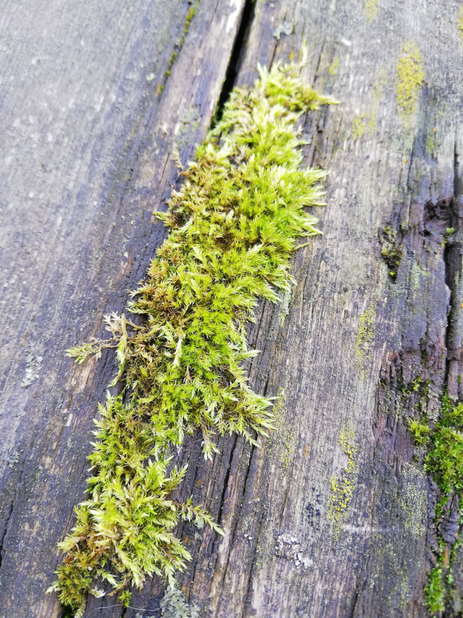 HUAWEI P20 lite sample photo. Moss, day, green photography