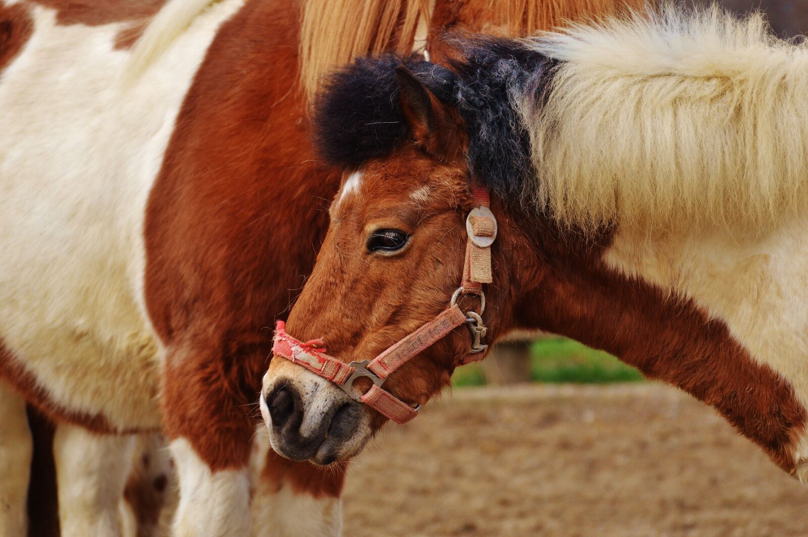 Nikon D3200 sample photo. Pony, animal rescue, horses photography