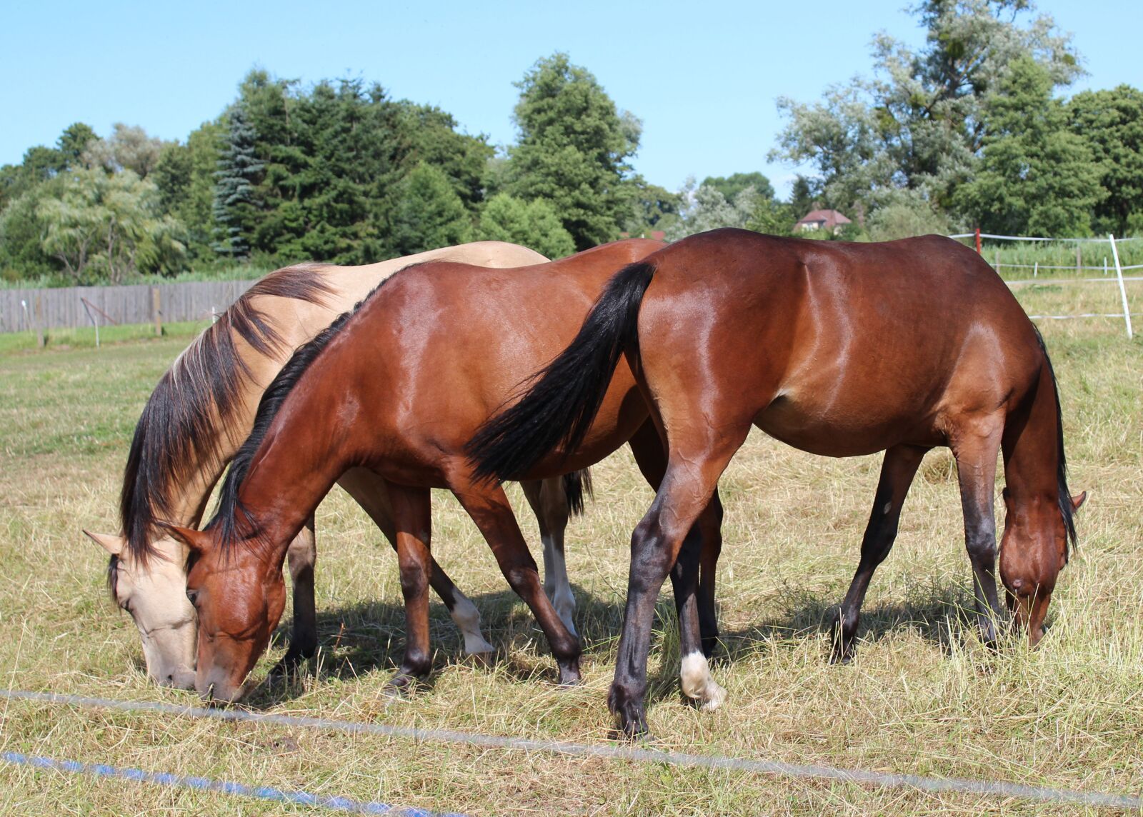 Canon EOS 600D (Rebel EOS T3i / EOS Kiss X5) sample photo. Horse, pony, foal photography