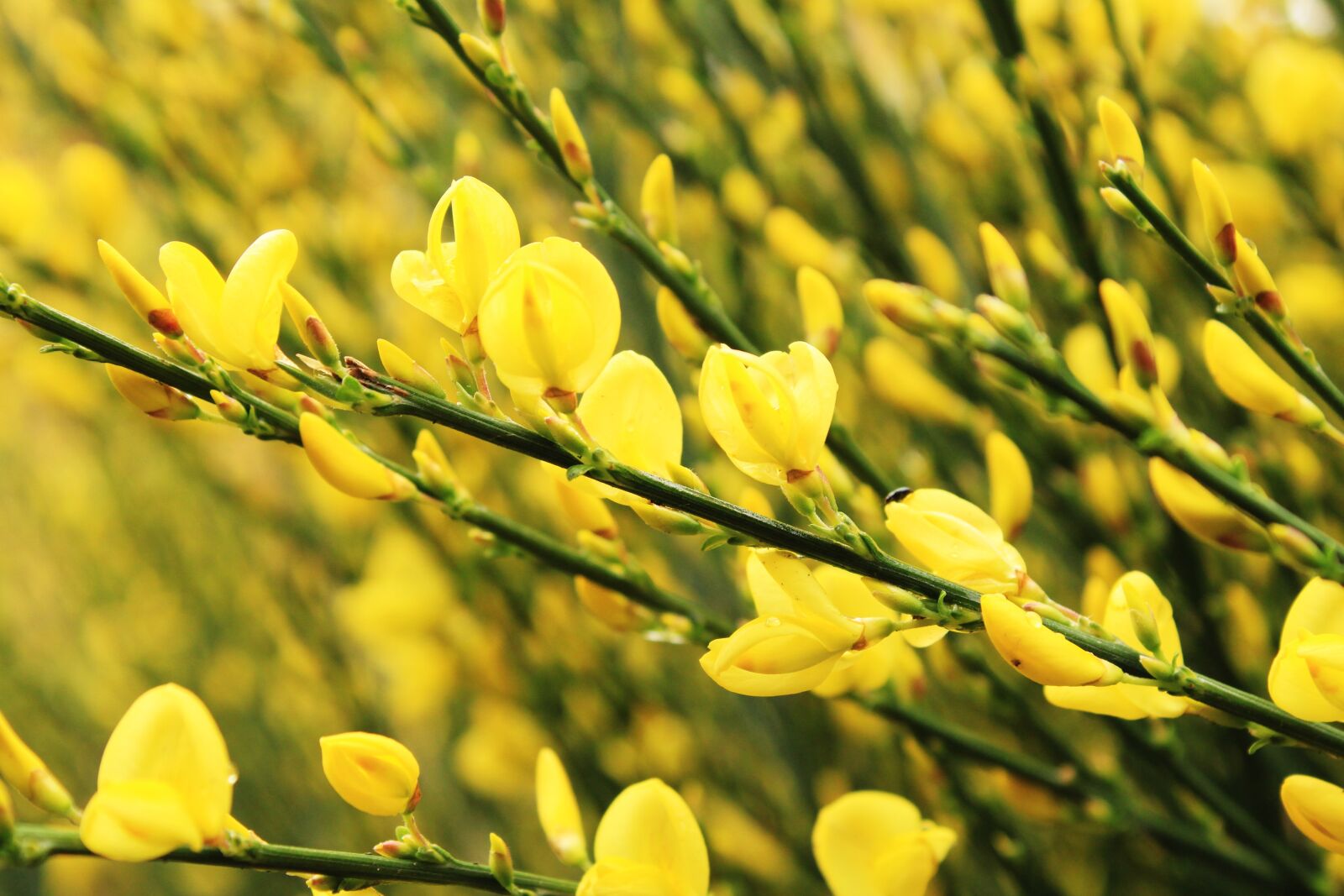 Canon EOS 2000D (EOS Rebel T7 / EOS Kiss X90 / EOS 1500D) sample photo. Yellow, cytisus scoparius, scotch photography
