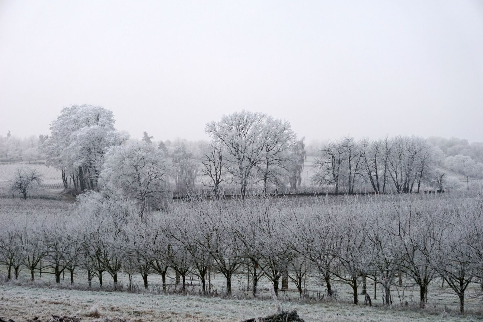 Sony E 55-210mm F4.5-6.3 OSS sample photo. Landscape, white, winter photography