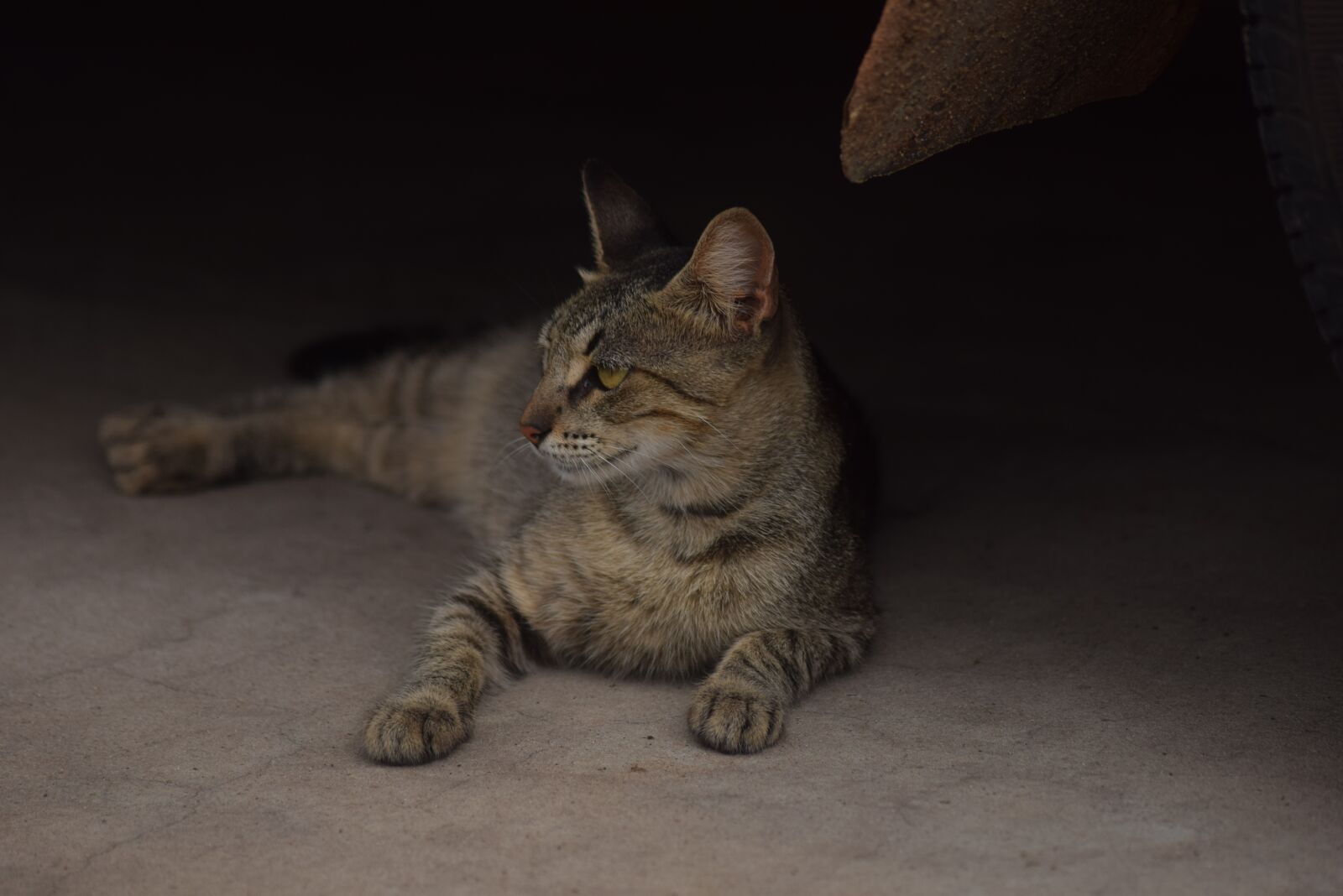 Nikon D5300 sample photo. Cat lying, low self photography
