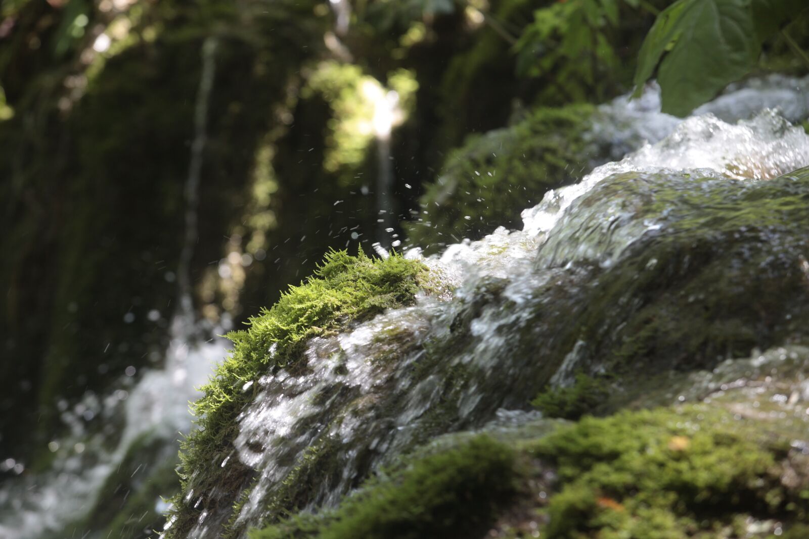 Canon EOS 5D Mark II sample photo. Water, green, nature photography