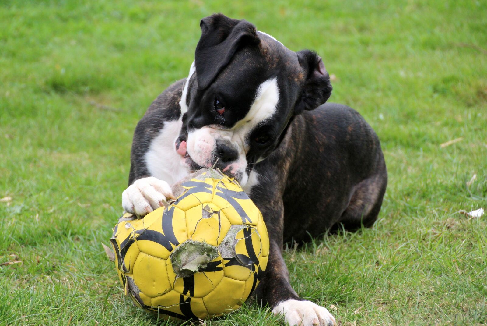 Canon EOS 650D (EOS Rebel T4i / EOS Kiss X6i) sample photo. Dog, boxer, black and photography