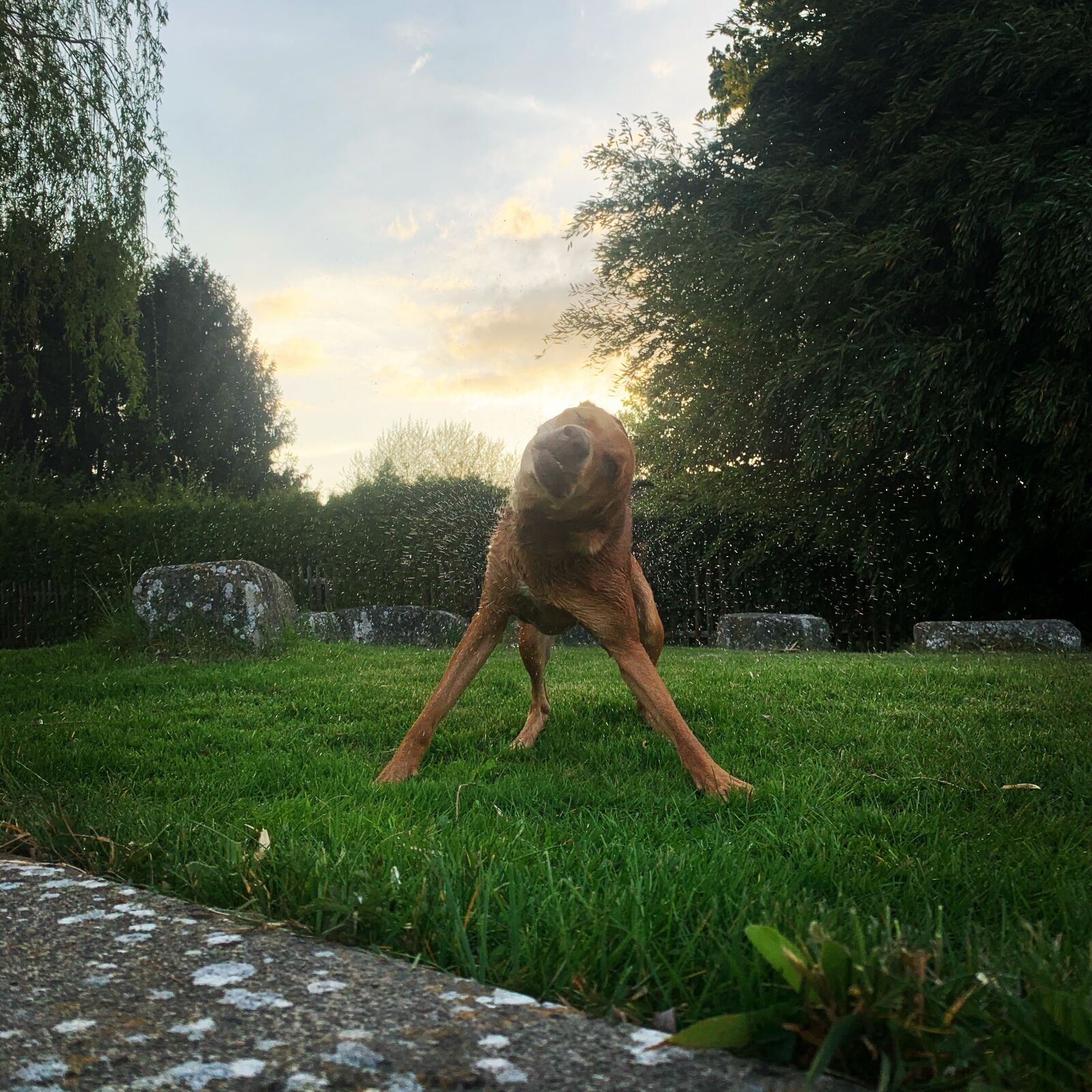 iPhone XS Max back dual camera 4.25mm f/1.8 sample photo. Dog, drop of water photography