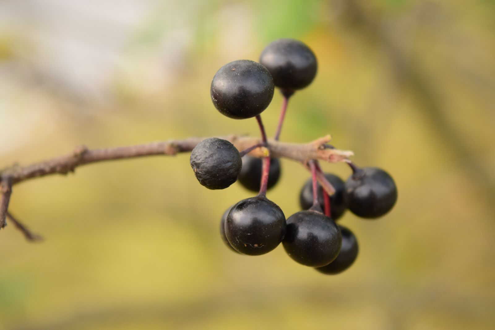 Nikon D3300 sample photo. Rowanberries, black berries, nature photography