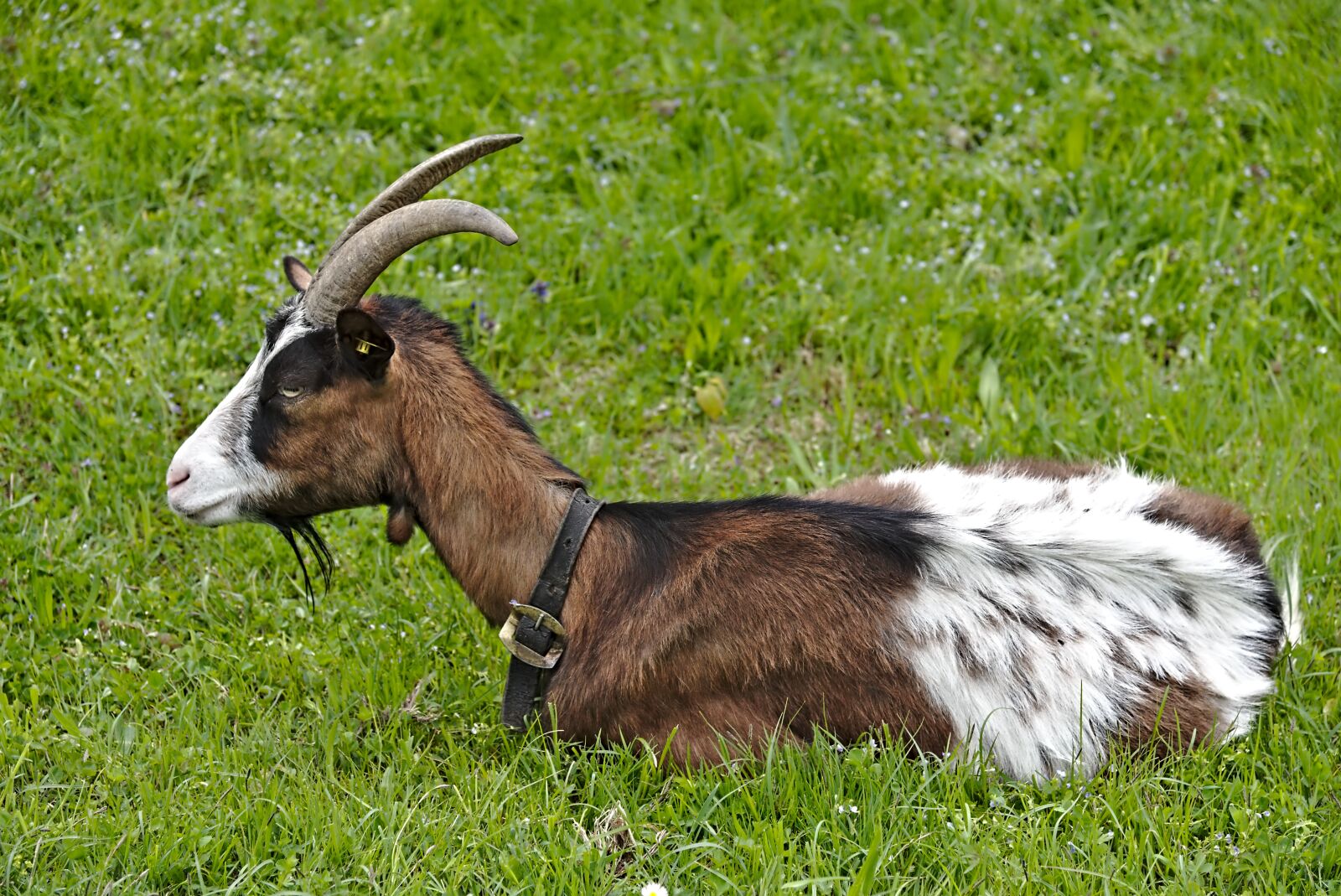 Nikon D750 sample photo. Goat, meadow, rest photography
