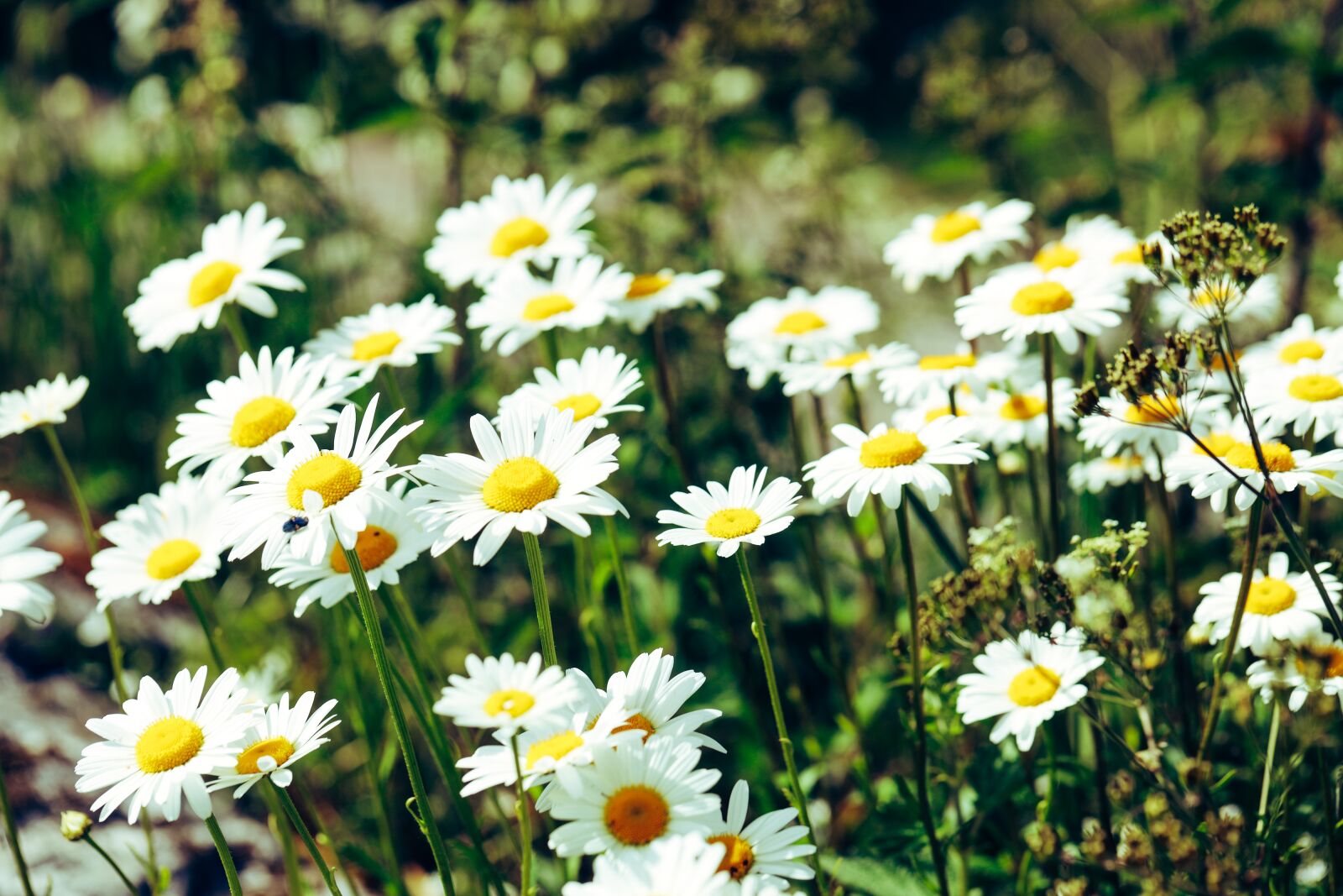 Canon EOS R sample photo. Daisies, meadow, flower photography
