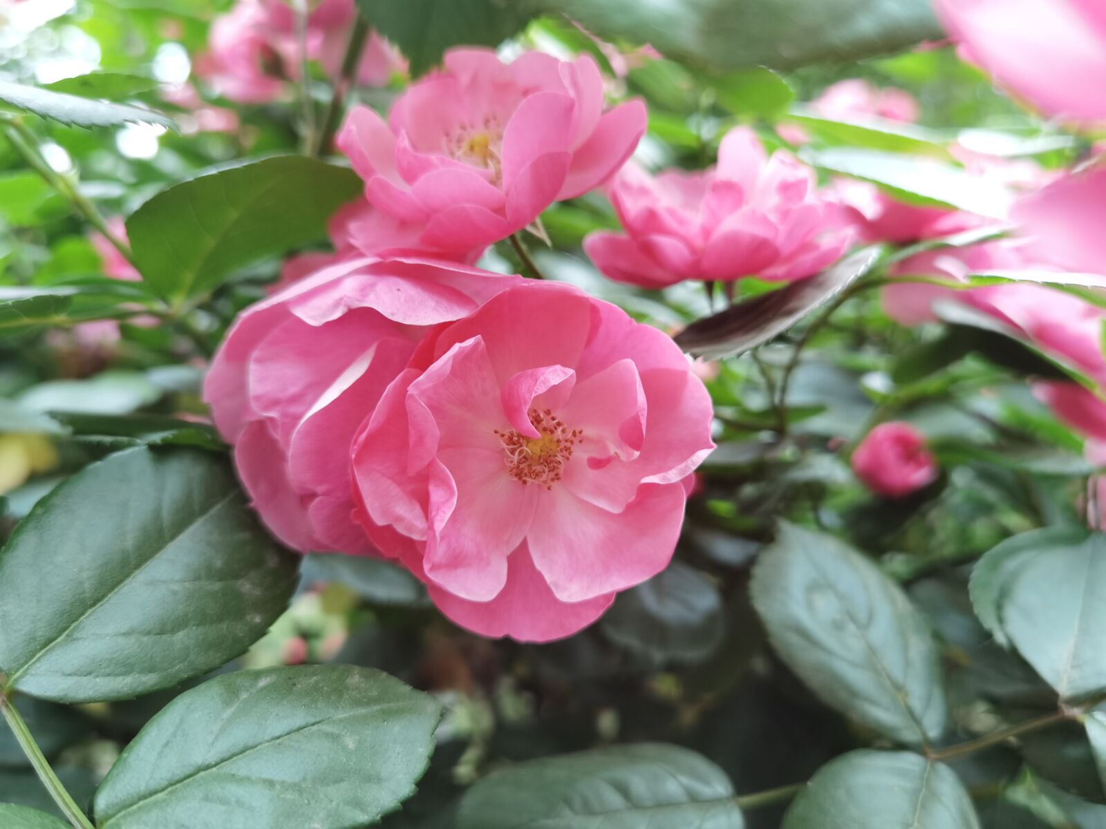 HUAWEI ELS-AN00 sample photo. Roses, rose, flower photography