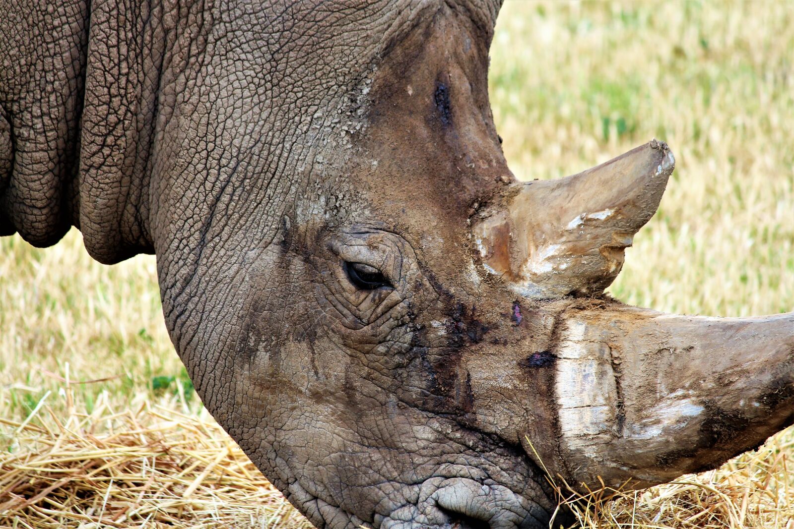 Canon EOS 700D (EOS Rebel T5i / EOS Kiss X7i) sample photo. Rhino, zoo, animal photography