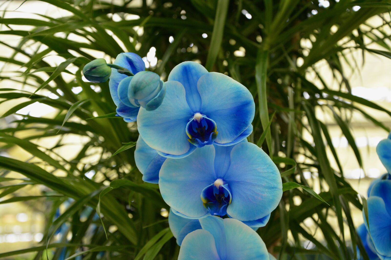 Nikon D5200 sample photo. Orchid blue, flowers, plants photography