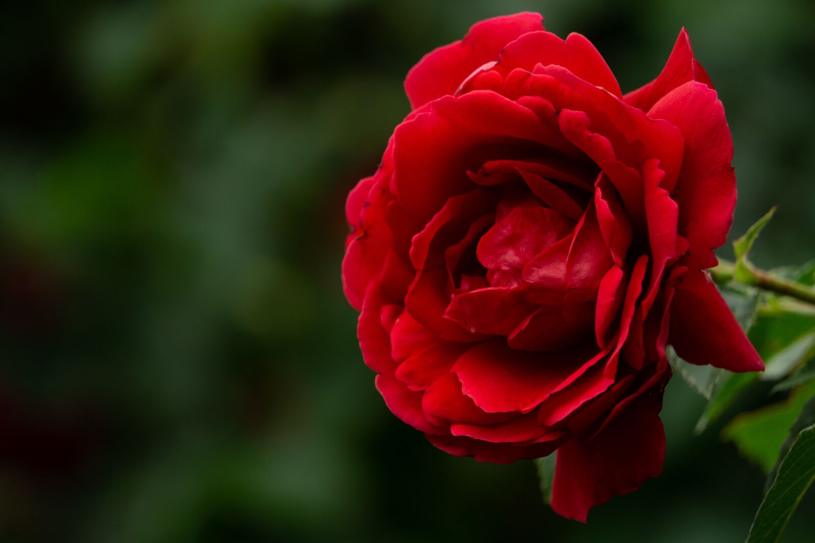 Sony a5100 sample photo. Rose, red, flower photography