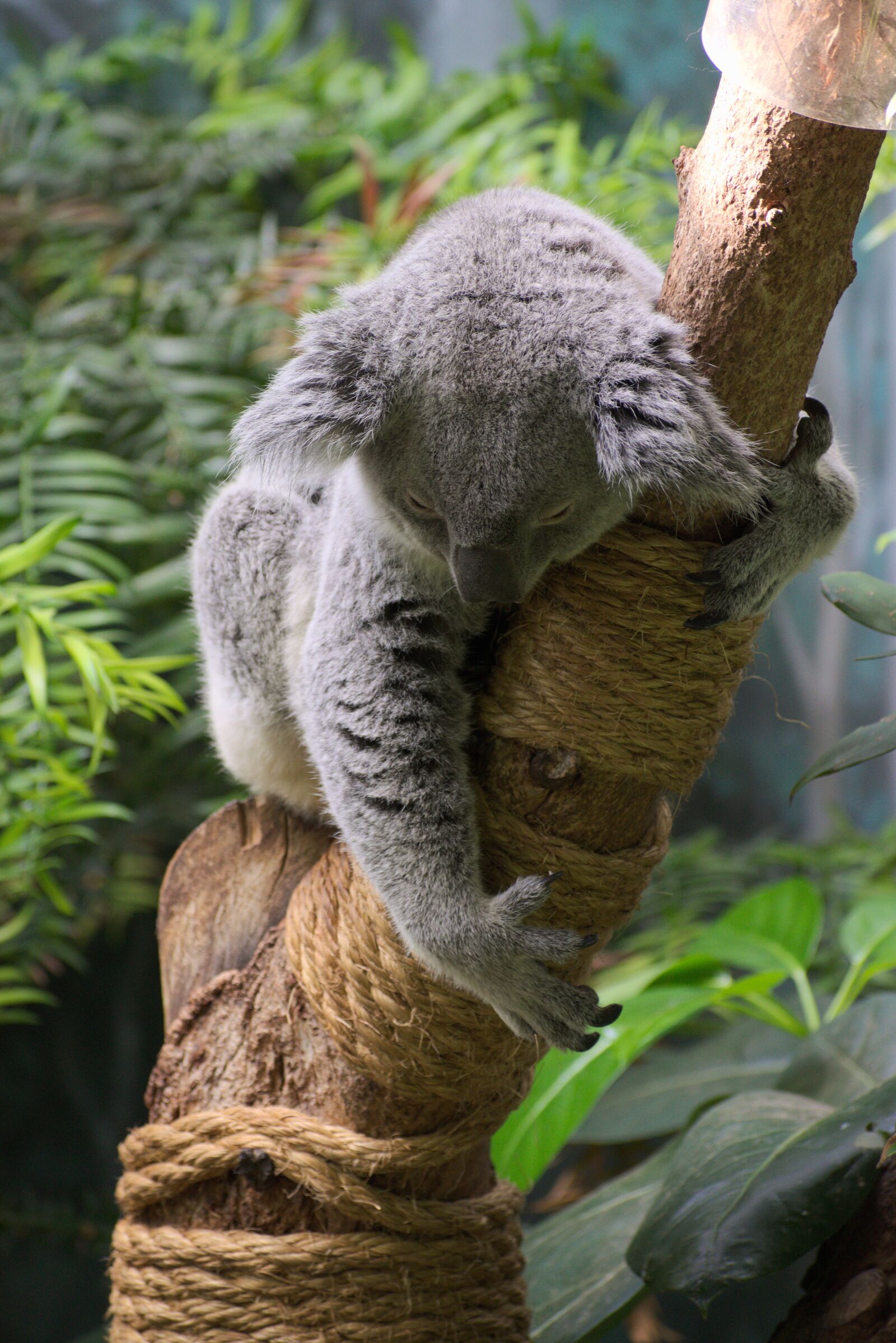 Nikon D5300 sample photo. Koala, animal, wildlife photography