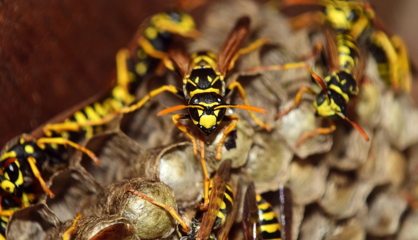 Nikon D3300 sample photo. Wasps, the hive, combs photography