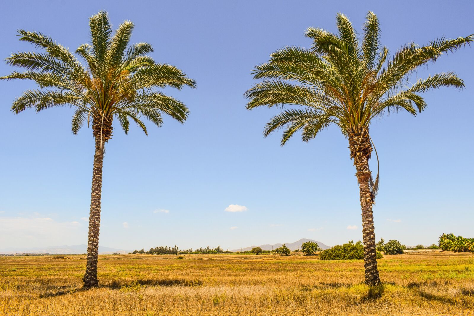 Nikon D3300 sample photo. Palm trees, landscape, summer photography