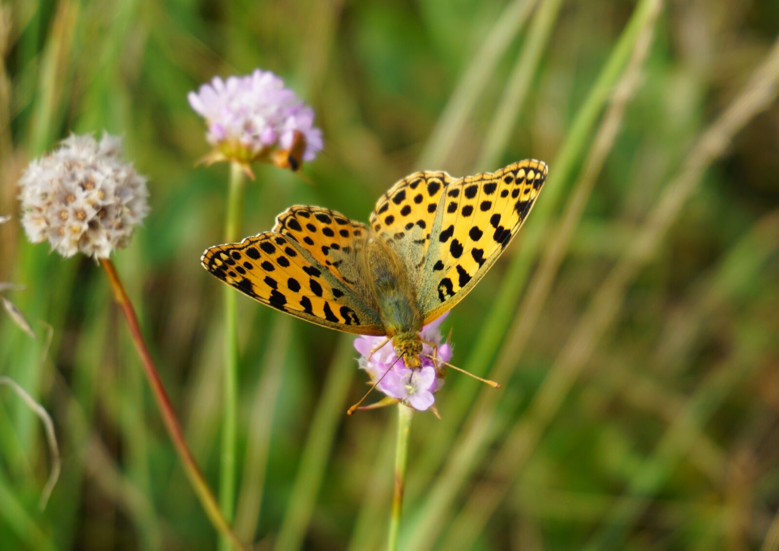 Sony a6000 sample photo. Butterfly, insect, close up photography